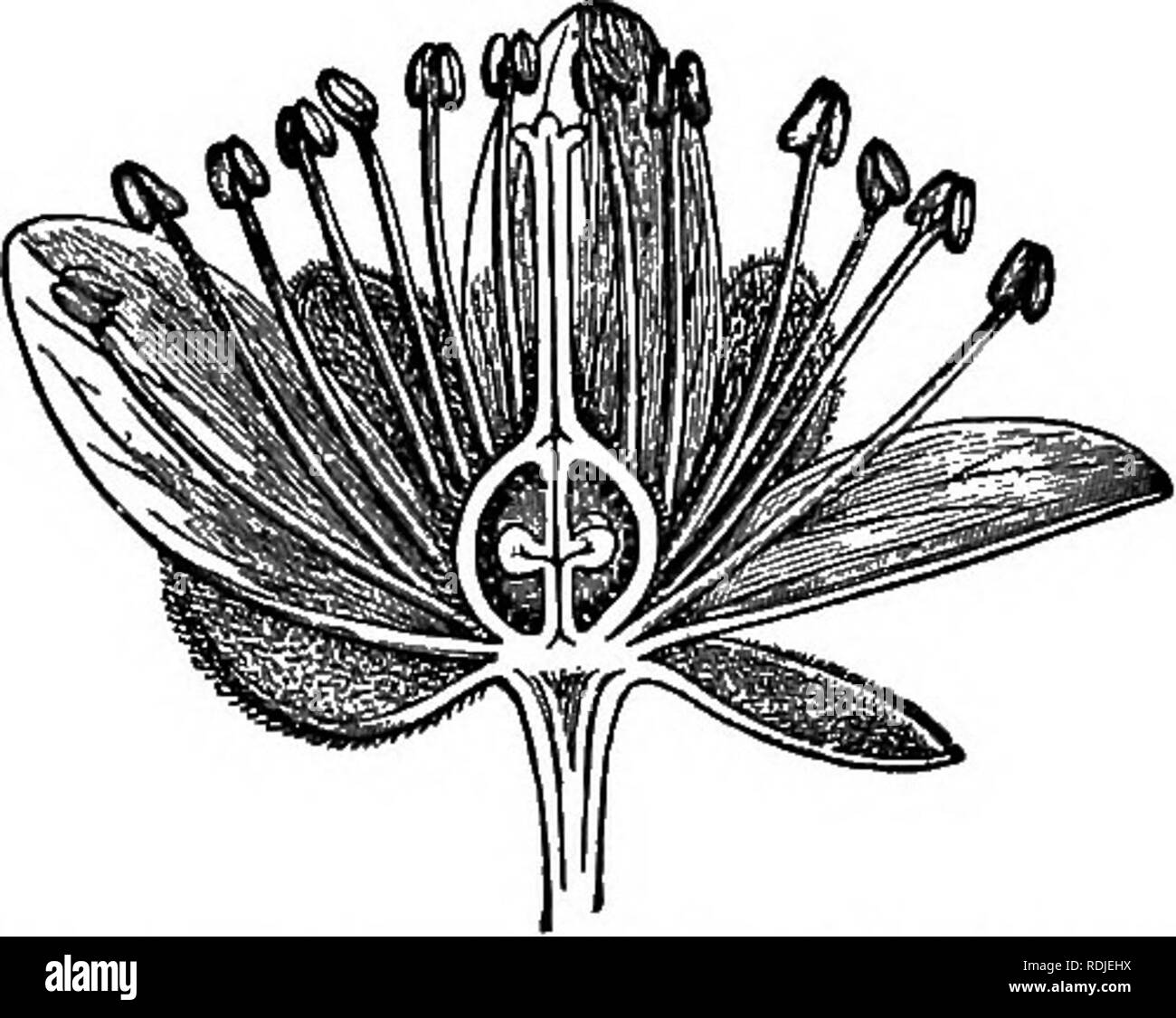 . Outlines of plant life : with special reference to form and function . Botany. VEGETATIVE REPRODUCTION. I97 The parts and functions of the flower of seed plants are now to be discussed. The Flower. 278. A flower usually consists of a shortened axis, the torus, bearing several floral leaves (figs. 66, 152). The spore leaves are known as essential organs, the accessory leaves as the perianth and bracts. The essential organs are of two sorts, stamens and carpels. In any flower they may be all stamens or all carpels, or may include both sorts. The , - 1 r FrG. 152.—A flower of linden, halved; sh Stock Photo