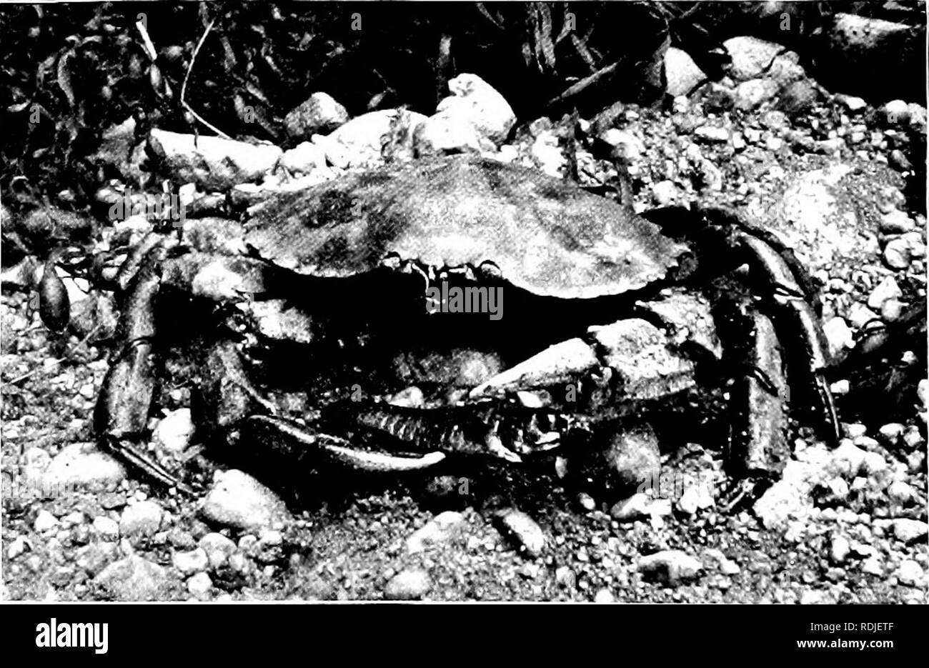 . Elements of zoology, to accompany the field and laboratory study of animals. Zoology. Fig. 1.37. — Panopeus sayi, al- lied to Cancer. The niufl- crab. One-half nat. size Photo, bv W. H. C. P.. Fig. 1.38. — Cancer irroratus, the rock-crab. Reduced to one-third. Photo. by W. H. C. P. hasta'tus of the East, and the beautiful &quot; lady-crab &quot; (Fig. 139), belong to the swimming group. Crabs of other families are,. Please note that these images are extracted from scanned page images that may have been digitally enhanced for readability - coloration and appearance of these illustrations may  Stock Photo