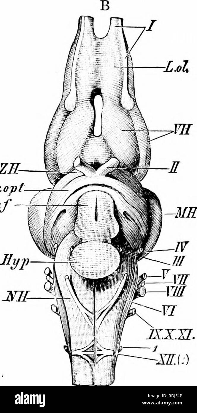 . A manual of zoology. ZE- ZB Tr.opl. -MH. J&quot;f-i Fig. 255. — Rana esculenta. The brain. A, from above; B, from below, ch. opt, optic chiasm a; HH, cerebellum; HyP, pituitary body; Inf, infundibulum; L. ol, olfactory lobe; Med, spinal cord; MH, mid-brain; NH, medulla ob- longata; Th. opt, optic thalamus; 7V. opt, optic tract; I'H, cerebral hemi- sphere; ZH, diencephalon ; / — .-V, cerebral nerves; XII. (/), hypoglossal (first spinal) nerve. (From Wiedersheim's Comparative Anatomy.) the roof of the tympanic cavity lies a slender rod of bone and cartilage, the columella, its head, or extra-c Stock Photo