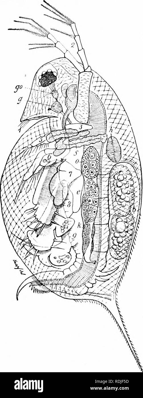 Daphnia Biological Drawing daphnia-biological-drawing