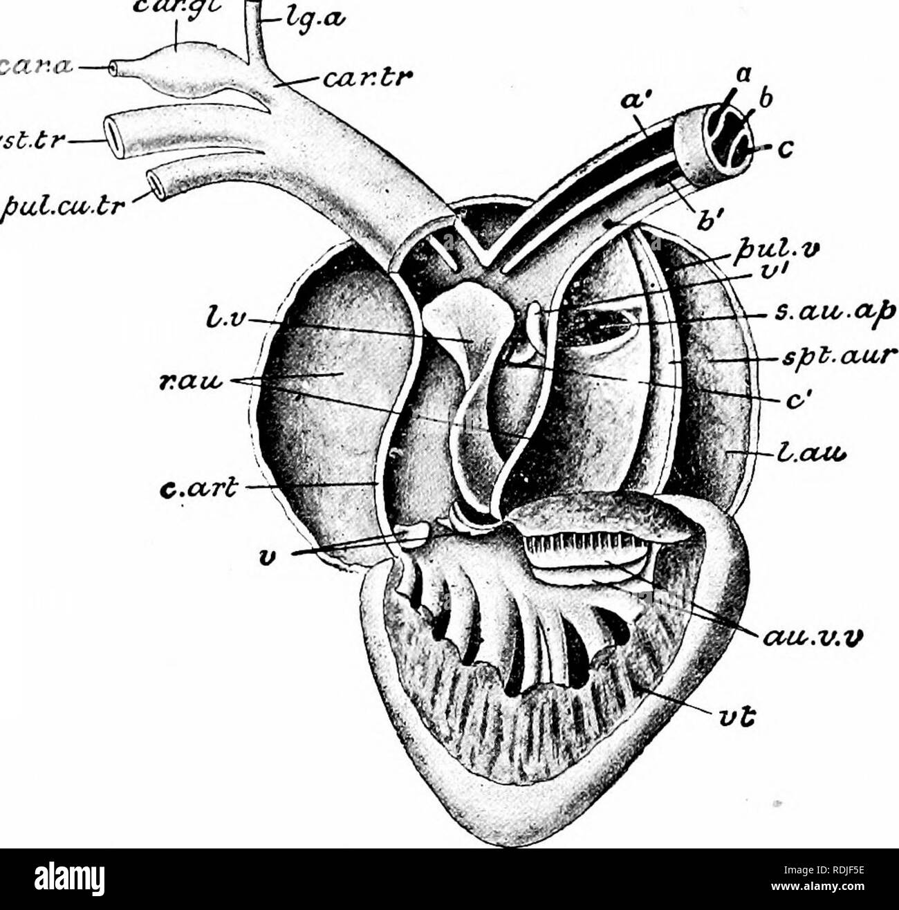 . A manual of zoology. 420 MANUAL OF ZOOLOGY trunk (pal- in- tr). The ...