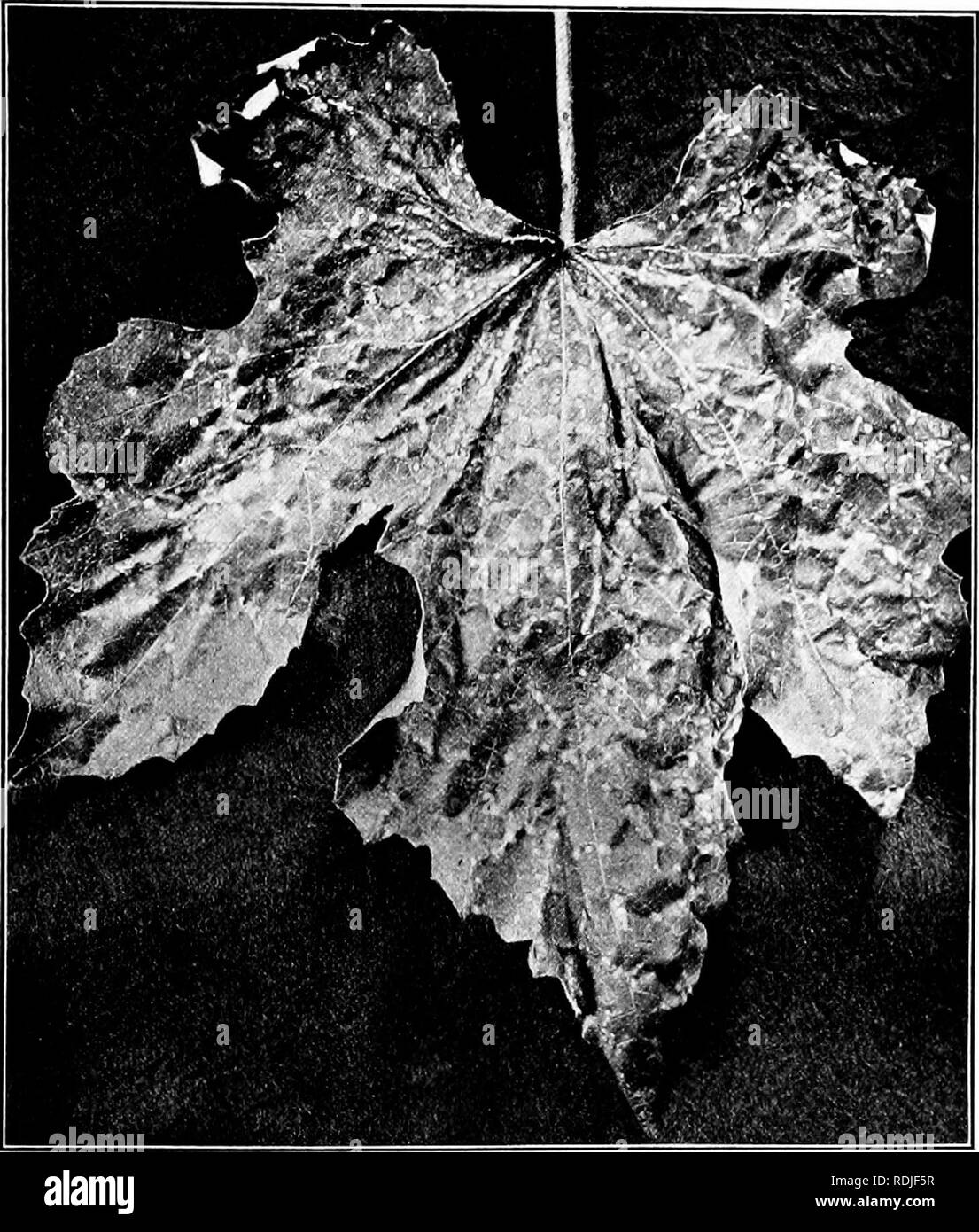 . Fungous diseases of plants : with chapters on physiology, culture methods and technique . Fungi in agriculture. ASCOMYCETES 257 mass of mycelium which arises beneath the epidermis. It is broadly elliptical, with a rather thick wall and no indication of a beak (Fig. 112, a). The conidiophores are short and simple, bear- ing spores — ovate or elliptical — measuring ordinarily 8-10 x 7- Sfi. In moist weather the spores are pushed out in vermiform. Fig. iii. Phyllosticta Stage of the Black Rot Fungus (Photograph by H. H. Whetzel) masses and upon dissemination they are capable of immediate germin Stock Photo