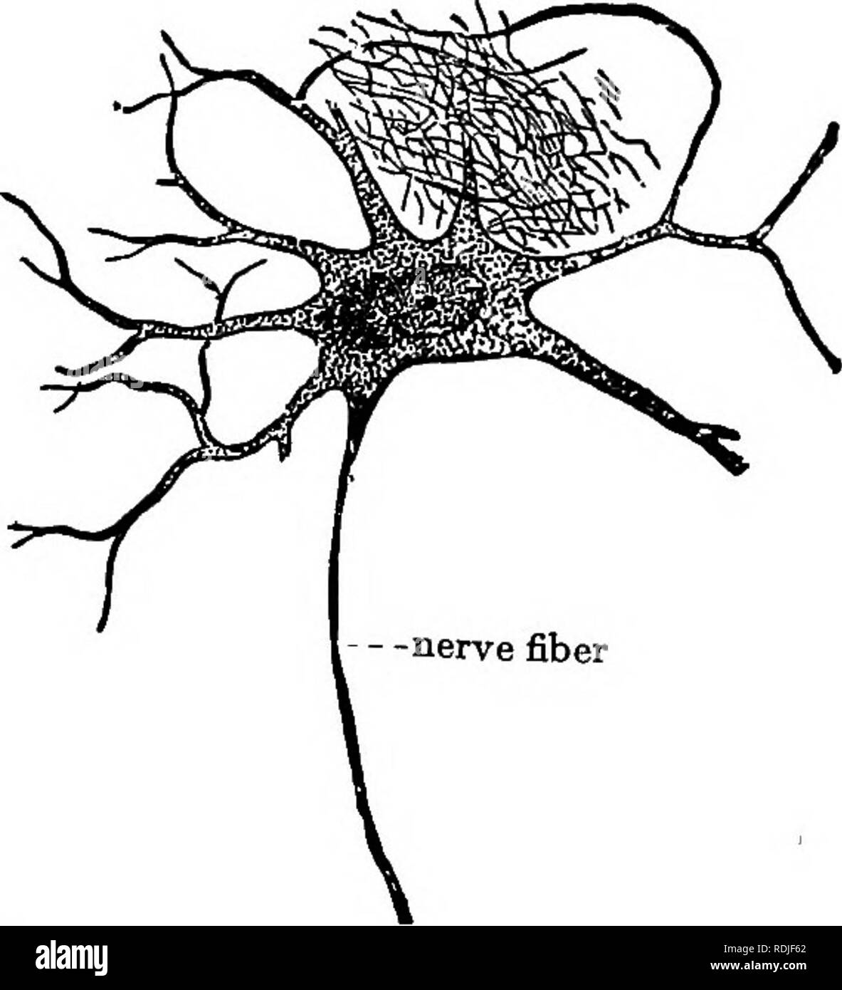 Elementary Biology Animal And Human Biology Additional Topics In Human Biology 167 Means Of These Countless Nerve Fibers All Parts Of The Body Are Put In Communication With The Nerve Centers