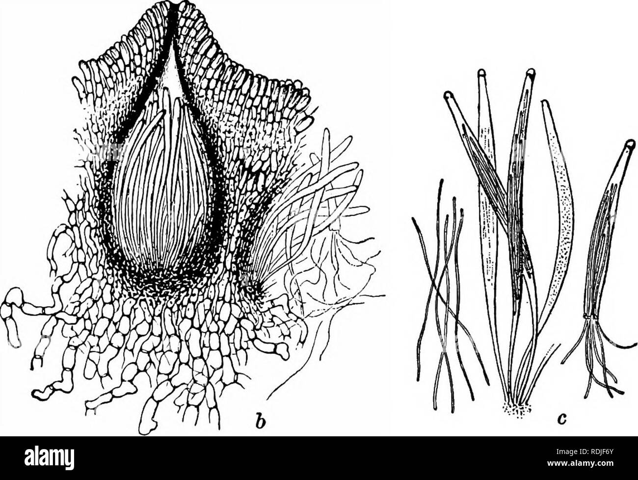 . Fungous diseases of plants : with chapters on physiology, culture methods and technique . Fungi in agriculture. Fig. 106. Claviceps purpurea: Section or Stroma and Enlarged Perithecium ; also Asci and Spores. (After Tulasne) the head numerous perithecia are formed near the periphery. So far as is known, a perithecium is developed in two successive stages : (1) By the repeated division of a few differentiated cells below the surface there results an ellipsoidal pre-ascal tissue. (2) In the proximal or basal portion of this cellular body an hymenium. Please note that these images are extracted Stock Photo