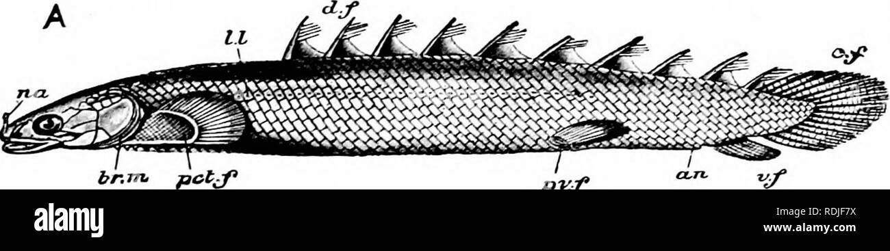 . A manual of zoology. Fig. 238. — A, ctenoid scale; B, ganoid scale. (After Giinther.) shagreen of sharks, or as in many globe-fishes of long bony spines ; lastly, in Polypterus (Fig. 239) and Lepidosteus are found rhomboid or ganoid scales in the form of rhomboidal plates of bone covered externally by a layer of enamel or ganoin and joined together by pegs and sockets.. p*if Fig. 239.—Polypterus birchir. A, entire animal; B, ventral view of throat, an, anus; br. m, branchiostegal membrane; c.f, caudal fin; d.f, dorsal finlets; jug. //, jugular plates: na, nostril: pct.f, pectoral fin; pi'.f, Stock Photo