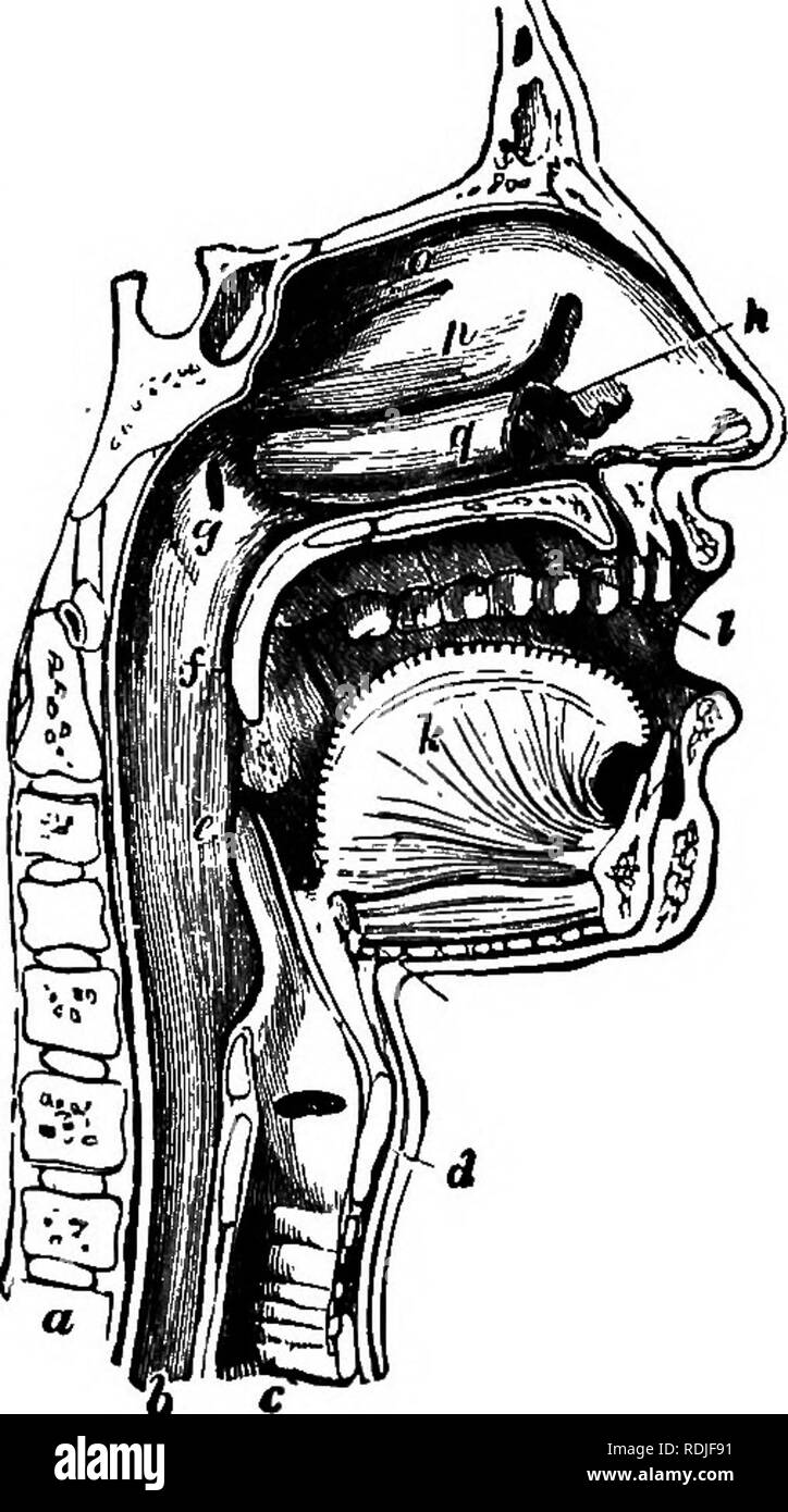 . Elementary biology, animal and human. Biology. RESPIRATION AND ENERGY IN MAN 125 shown in Fig. 39), and then through the two nasal passages it enters the throat cavity. In the lower region of the throat is the slit-like glottis opening, through which the air enters the larynx or voice box. The latter, commonly known as &quot;Adam's apple,&quot; projects some- what on the front of the neck. Below the larynx is the contin- uation of the windpipe, which, just above the level of the heart, divides into two main branches (Fig. 40), one of which supplies air to the right lung, the other to the lef Stock Photo