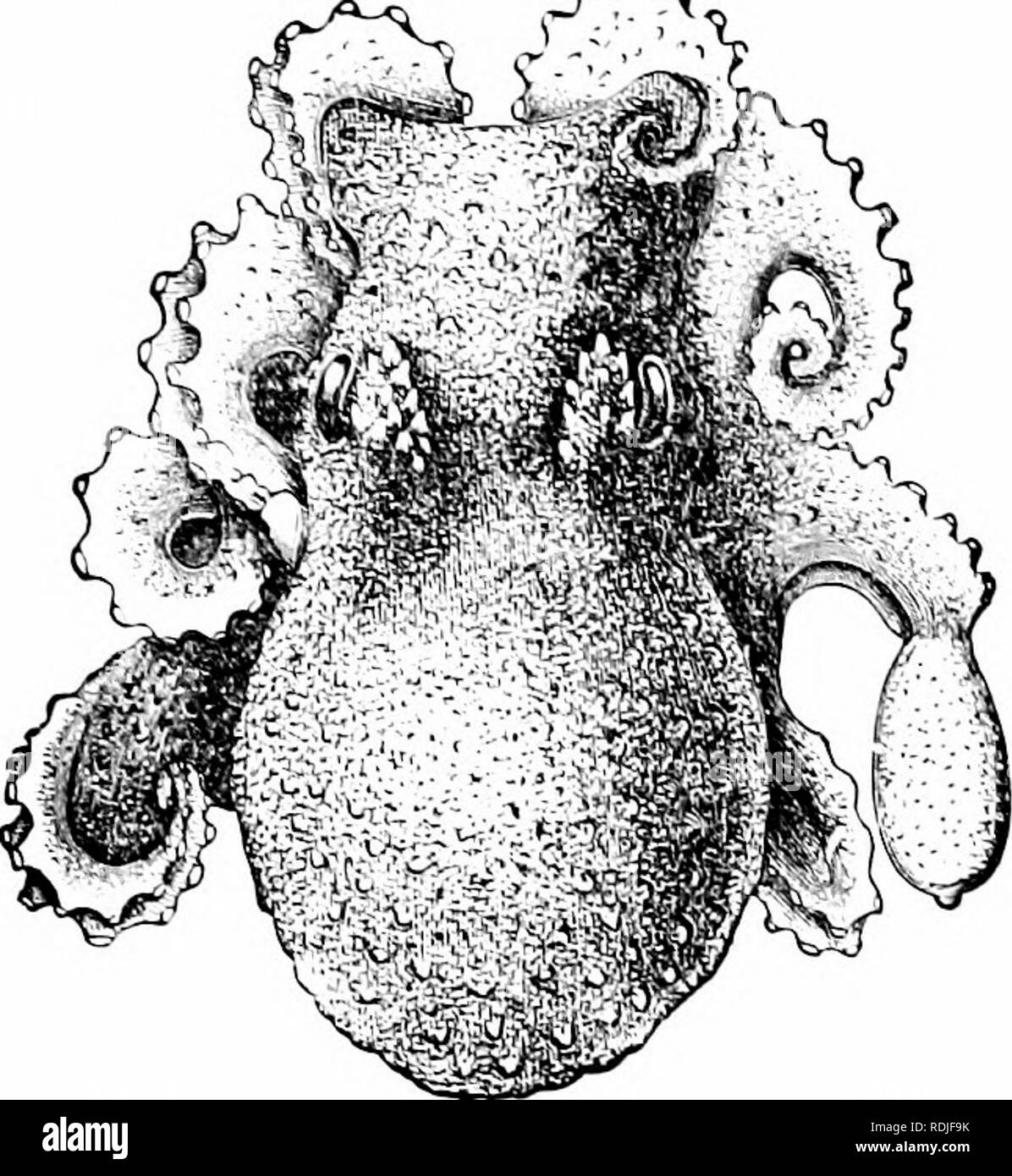 . A manual of zoology. Zoology. 5-16 MOLLUSCA Order I. Tetrabranchia. With four sills, four auricles, and four ncphridia; numerous tentacles without suckers, a weli-developed chambered shell (hi^. J5^), siphon of two s eparate epipodia, and simple eyes i,tig. ss°}- ^''-'•^^ iiymg species, all belonging to Xaiilihis.. Fig. ^02.—Oclopiis bairdii* (.from ^&gt;^rill). A hcctocotylised arm on the right side.. Please note that these images are extracted from scanned page images that may have been digitally enhanced for readability - coloration and appearance of these illustrations may not perfectly  Stock Photo