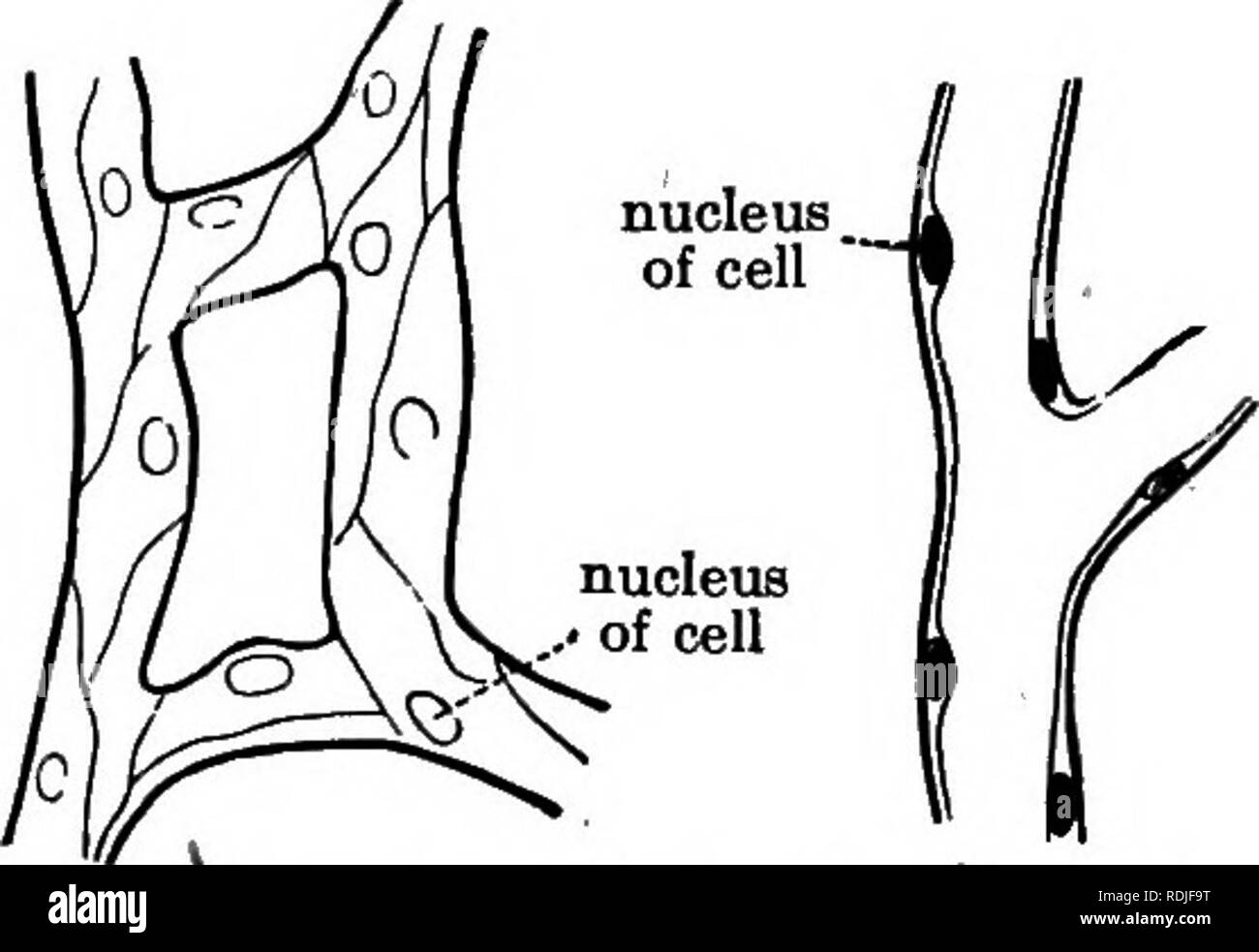 . Elementary biology, animal and human. Biology. 116 HUMAN BIOLOGY. A ...