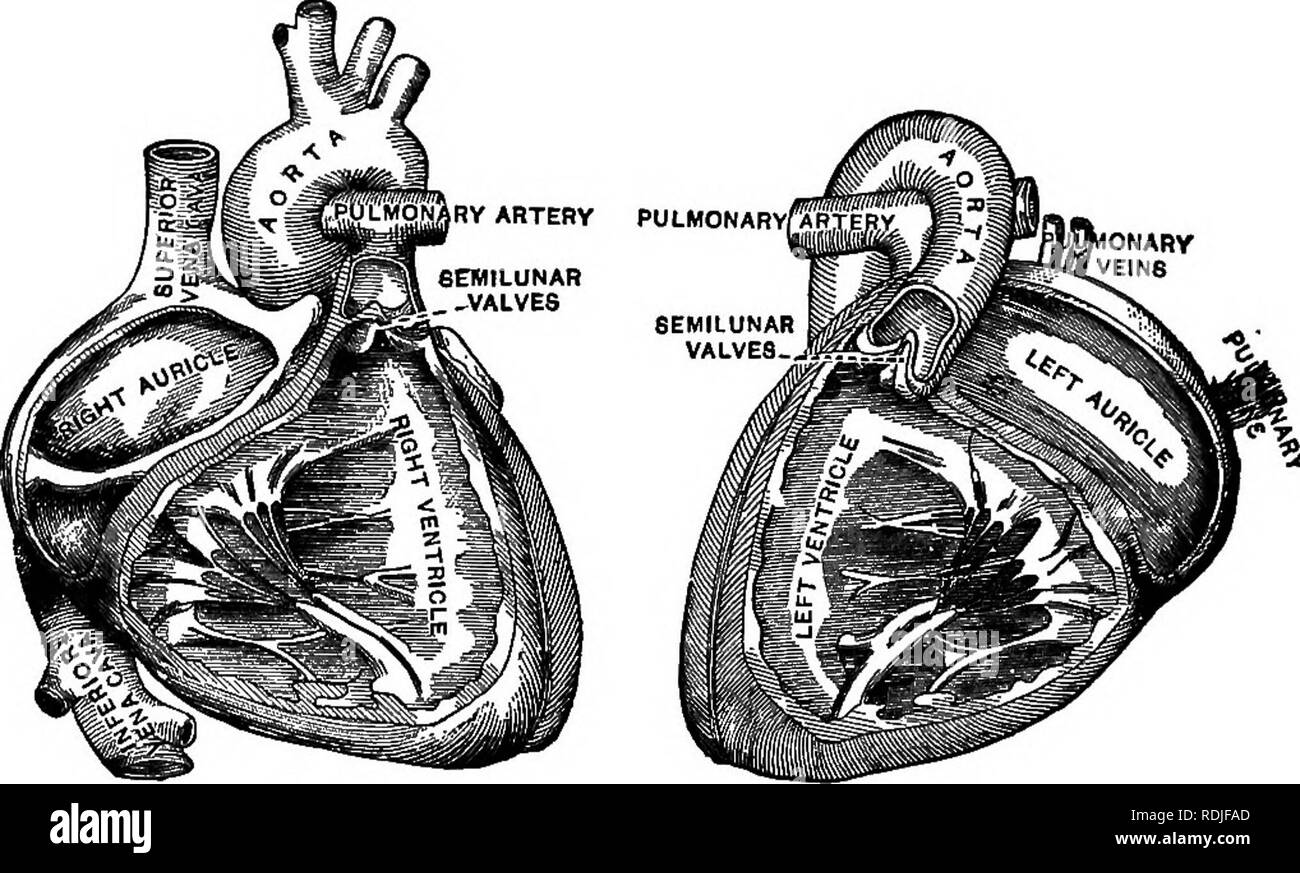. Elementary biology, animal and human. Biology. CIRCULATION OF THE NUTRIENTS 111 left ventricle with those of the right, one is struck with the great thickness of the former. The left ventricle does much more work than the right; it forces blood to the top of the head, to the tips of the fingers and toes, and to every other organ of the body. The right ventricle, on the other hand, pumps blood only to the lungs (Fig. 33).. A = right heart. B = left heart. Fig. 33. — Cavities of heart. 157. Action of the hoart. —• The blood flows into the right and left auricles and thence into the correspondi Stock Photo