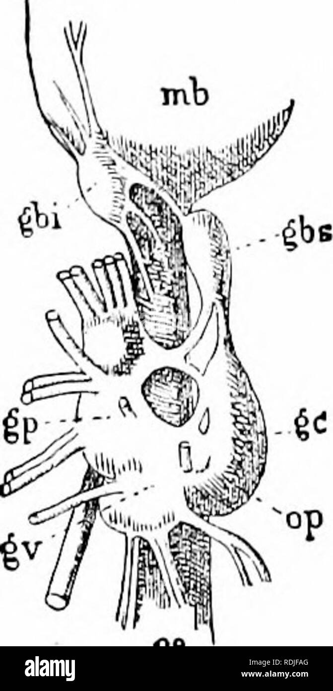 . A manual of zoology. Zoology. V. CEPHALOPODA 343 upper and lower buccal ganglia. The large optic ganglia, in the optic nerve arising from the cerebrum and enclosed ventrally in the 'white- body,' a lymphoid mass, are especially characteristic, as are the gang- lia stellata, right and left at the anterior edge of the mande (fig. 356, si), which owe their name to the radiation of fibres to innervate the mantle. An unpaired sympathetic ganglion hes at the junction of stomach and intestine. Cerebral, pedal, visceral and optic ganglia are enclosed in the cephalic cartilage, which has the shape of Stock Photo