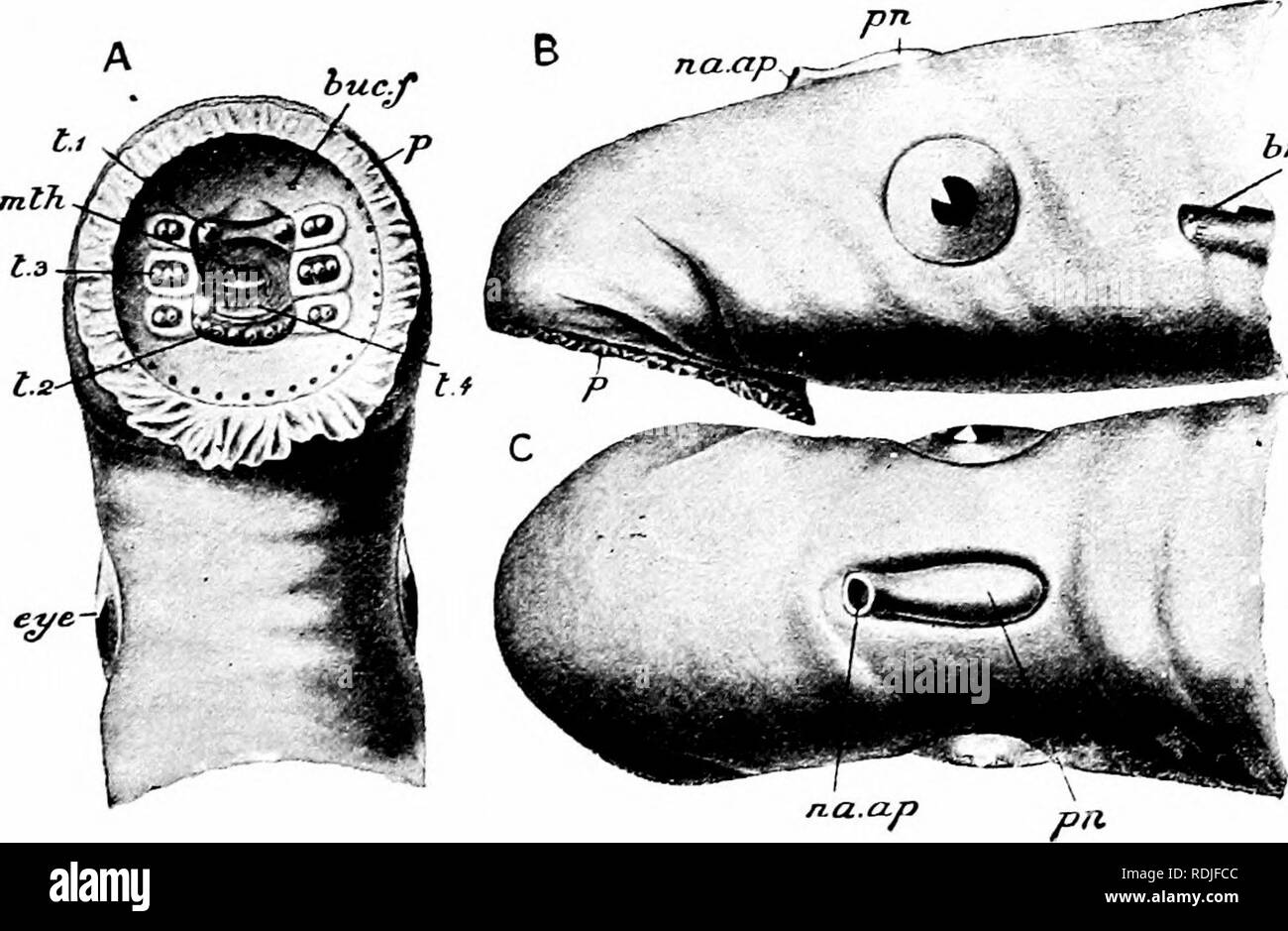 . A manual of zoology. PHYLUM CHORDATA 36i opening of the mouth is situated. There are no jaws