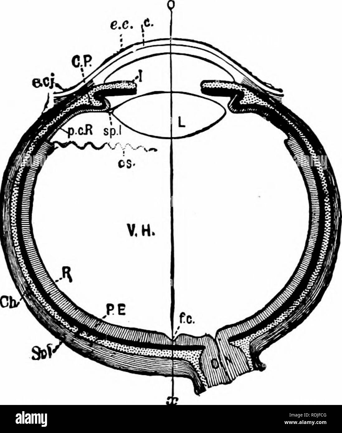 Vitreous substance Black and White Stock Photos & Images Alamy
