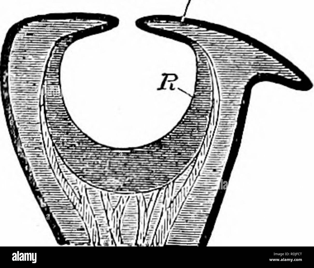 A Manual Of Zoology Zoology A Tnt Fig 349 Fig 350 Fig 349 Diagrammatic Section Of Cephalopod Eye After Gegenbaur Ae Argentea Chorioid C Cornea Ci Ciliary Process Go Optic Ganglion Ik