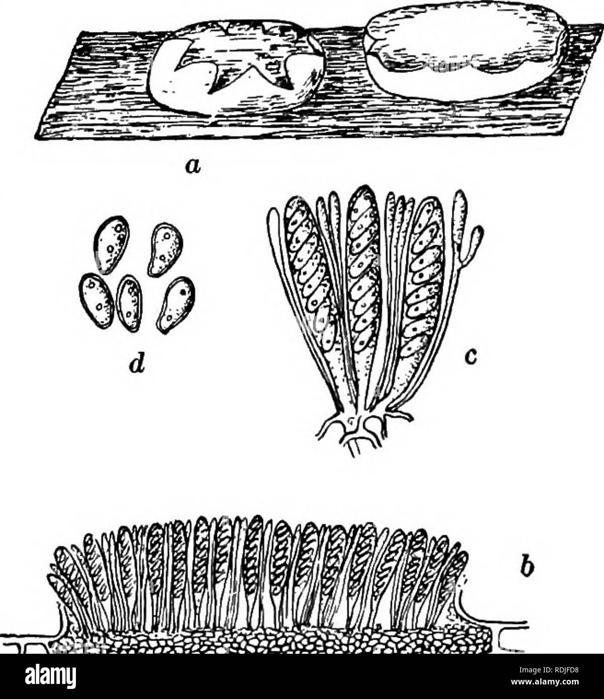 . Fungous diseases of plants : with chapters on physiology, culture methods and technique . Fungi in agriculture. ASCOMYCETES 205 Distribution and occurrence. This anthracnose is a disease well known in Europe and America. Periodically since 1884 it has been mentioned as a destructive fungus to both white and red currants in New York. The fungus has also been found upon black currants and goose- berries, but it has never, apparently, amounted to an epidemic. Among red cur- rants Stewart observed that Prince Albert and President Wilder were practically free from injury where Fay's Prolific and  Stock Photo