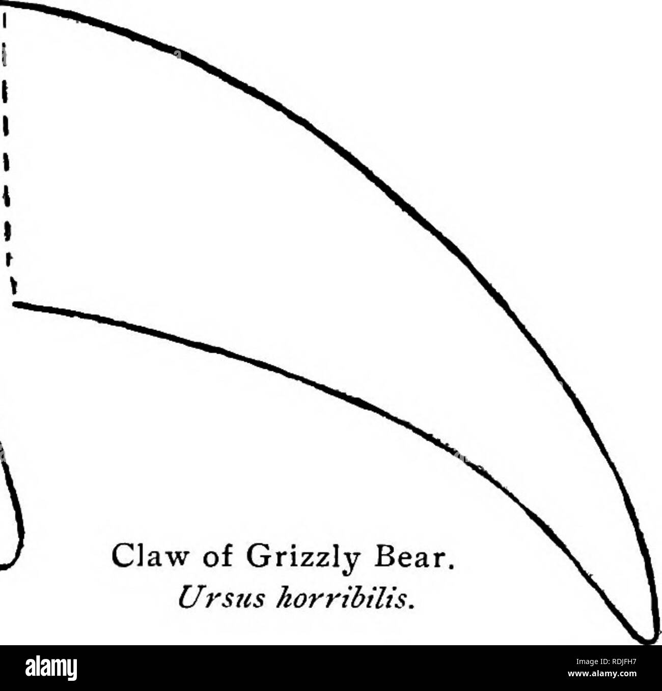 . Explorations in the far North. Natural history. Claw of Polar Bear. Thalarclos marttimus. Ursus horribilis Ord.. Claw of Grizzly Bear. Ursus horribilis. Grizzly Bear. The Loucheux look upon the grizzly with dread and often fire repeatedly at the lifeless carcass, as experience has shown them that the grizzly sometimes recovers from the shock and attacks the unwary hunter. After killing one of this species, while traversing the delta of the Mackenzie, I noticed that our Loucheux canoemen seemed to have a much greater respect for me.1 This specimen weighed about seven hundred pounds and its sp Stock Photo