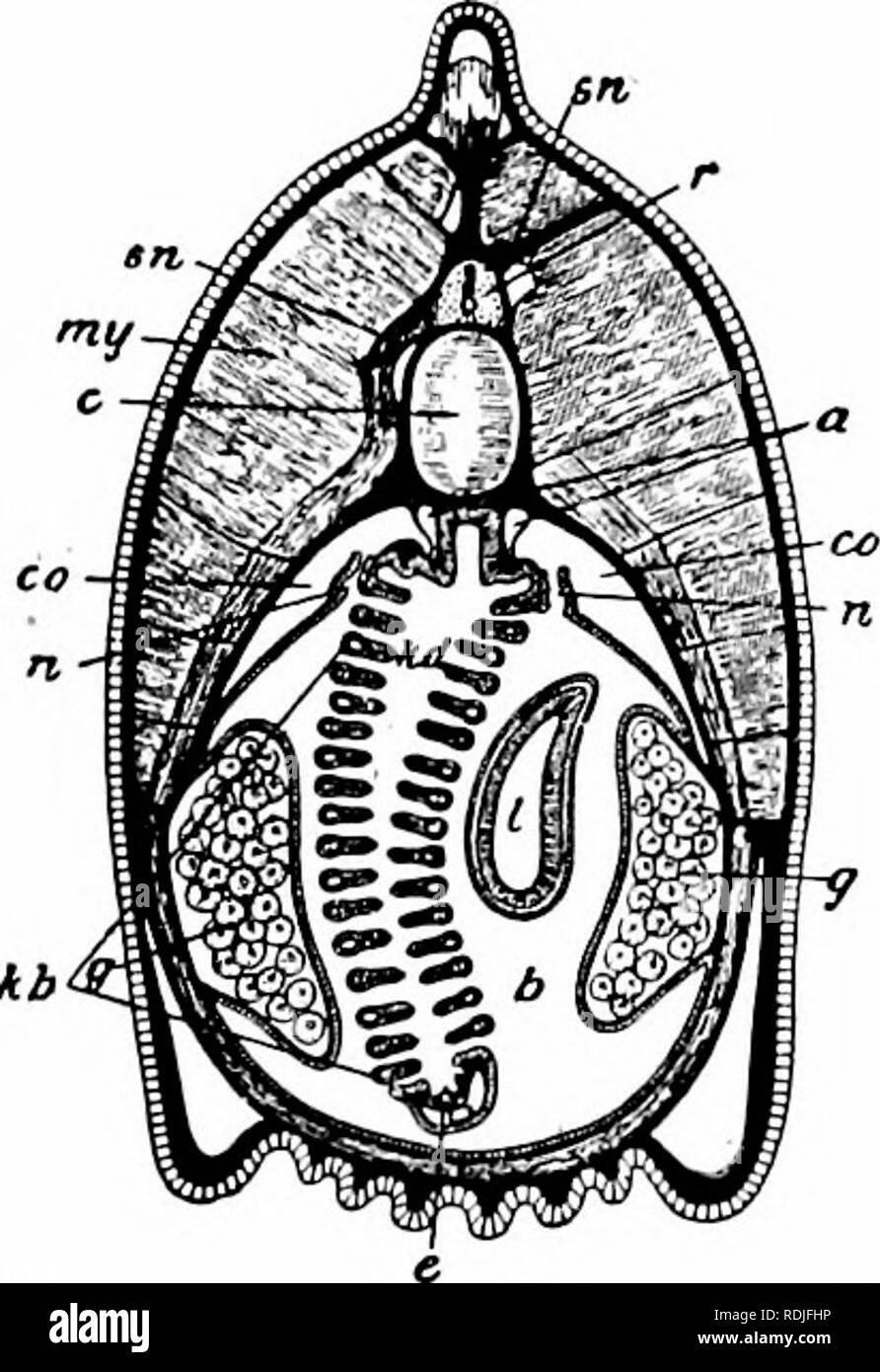 . A manual of zoology. PHYLUM CHORDATA 327 glossus, is both a