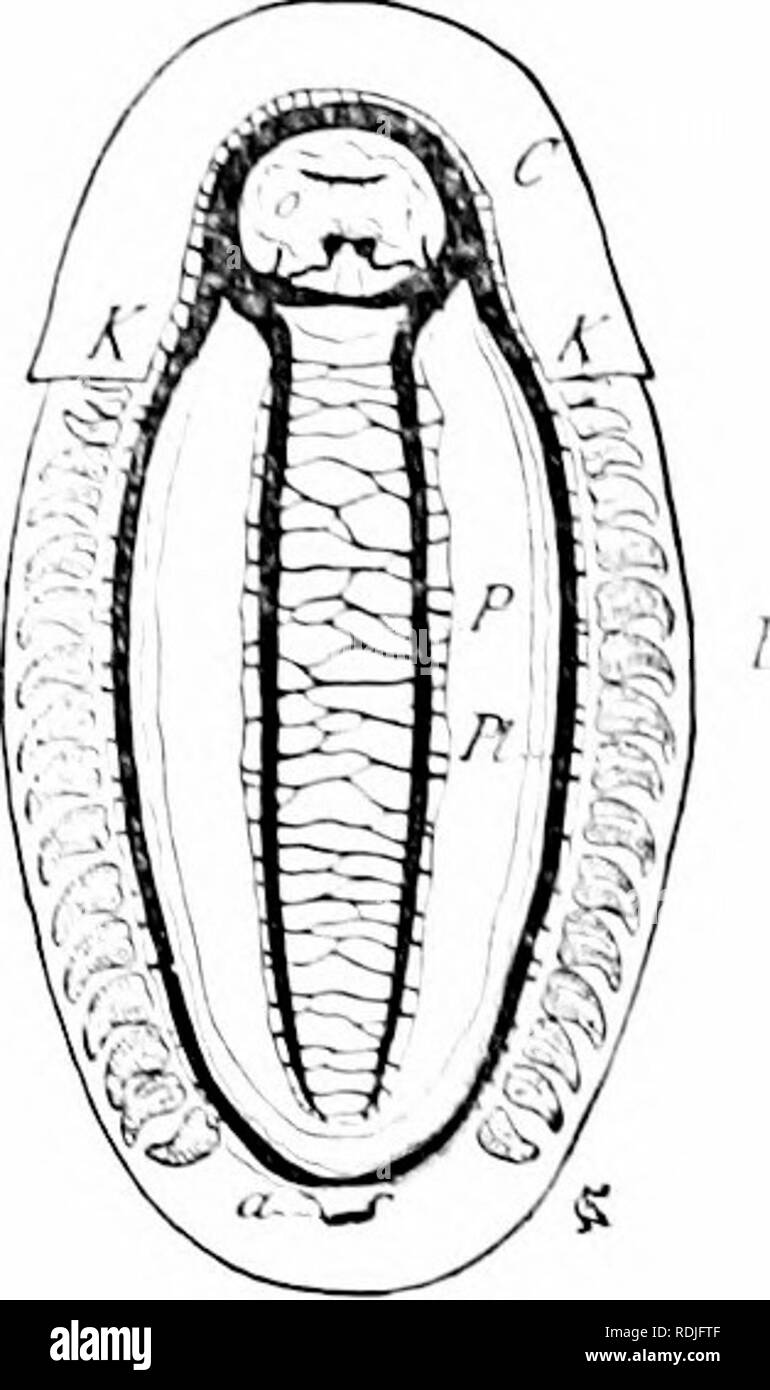 . A manual of zoology. Zoology. Fig. ^i;.—L liihii: squamosum, dorsal view lafler llallcrK .l,lhe entire animal- B. after removal of shell and viscera; &lt;i, anus; c&quot;, brain; K, clenidia; o, moulli; F, ped;il nerve cord; p!. plcurovisccral nerve cord.. Please note that these images are extracted from scanned page images that may have been digitally enhanced for readability - coloration and appearance of these illustrations may not perfectly resemble the original work.. Hertwig, Richard, 1850-1937; Kingsley, J. S. (John Sterling), 1854-1929, ed. and tr. New York, H. Holt Stock Photo