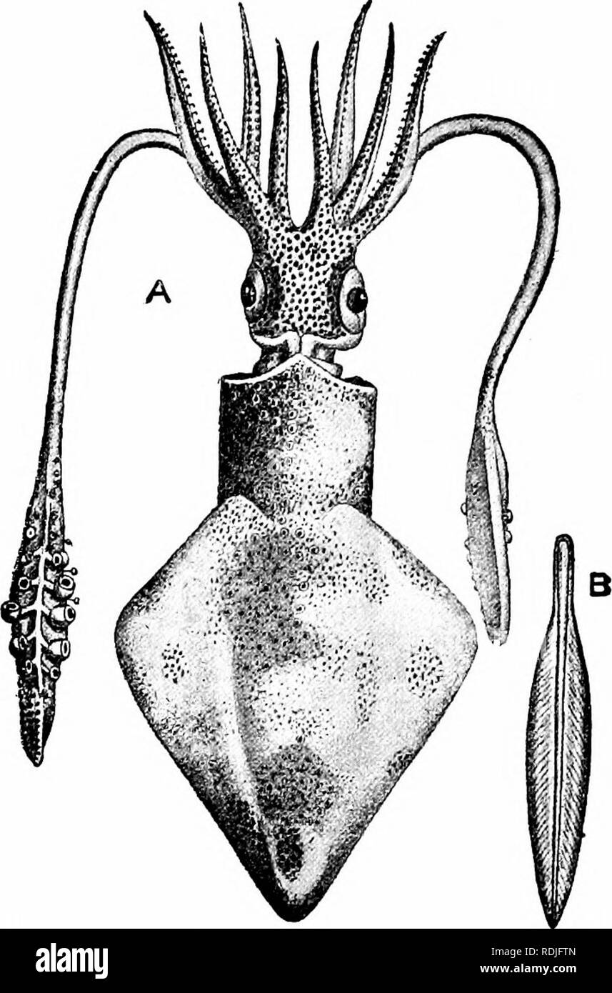 . A manual of zoology. 302 MANUAL OF ZOOLOGY lamellae. In Loligo1 (the ...