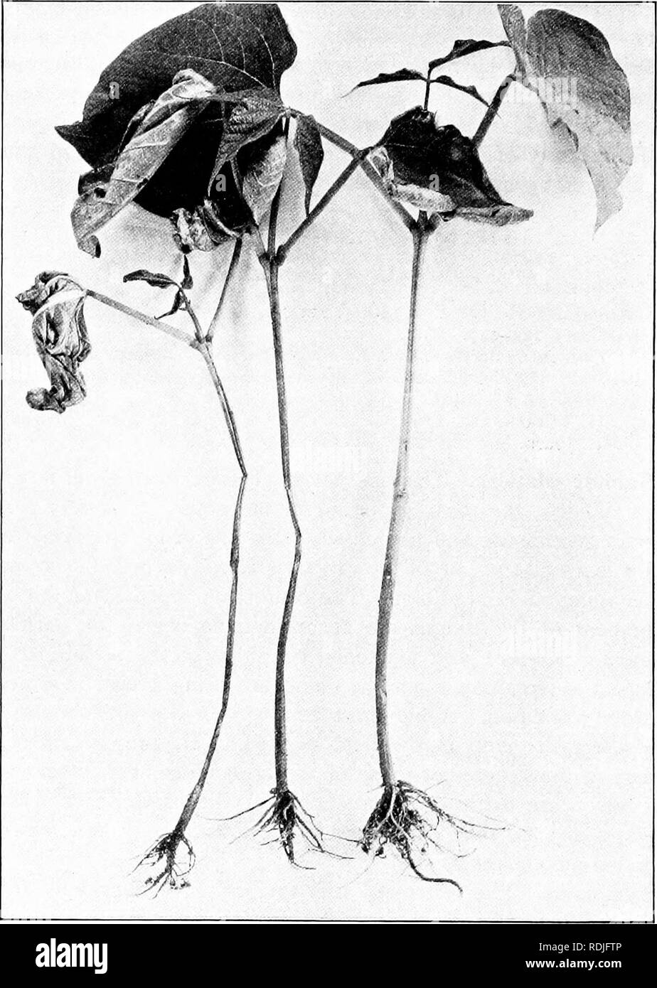 . Fungous diseases of plants : with chapters on physiology, culture methods and technique . Fungi in agriculture. 142 FUNGOUS DISEASES OF PLANTS. Fig. 43. Bean Seedlings attacked by Pythium (Photograph by H. H. Whetzel) The fungus. The mycelium, like that of most Peronosporaceas, is delicate, more or less variable in diameter, and much branched. The branches are, for a time, at least, smaller than the parent hyphae. The protoplasm is densely granular in the growing. Please note that these images are extracted from scanned page images that may have been digitally enhanced for readability - colo Stock Photo