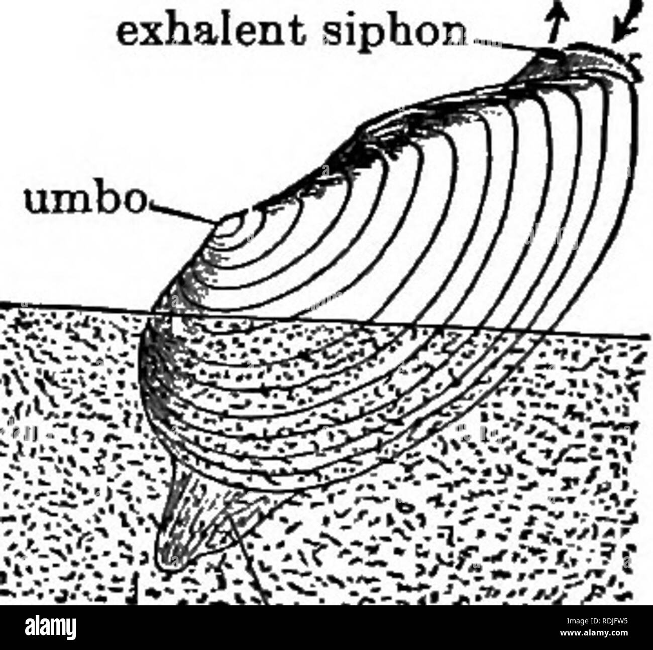 Mussel long lines hi-res stock photography and images - Alamy