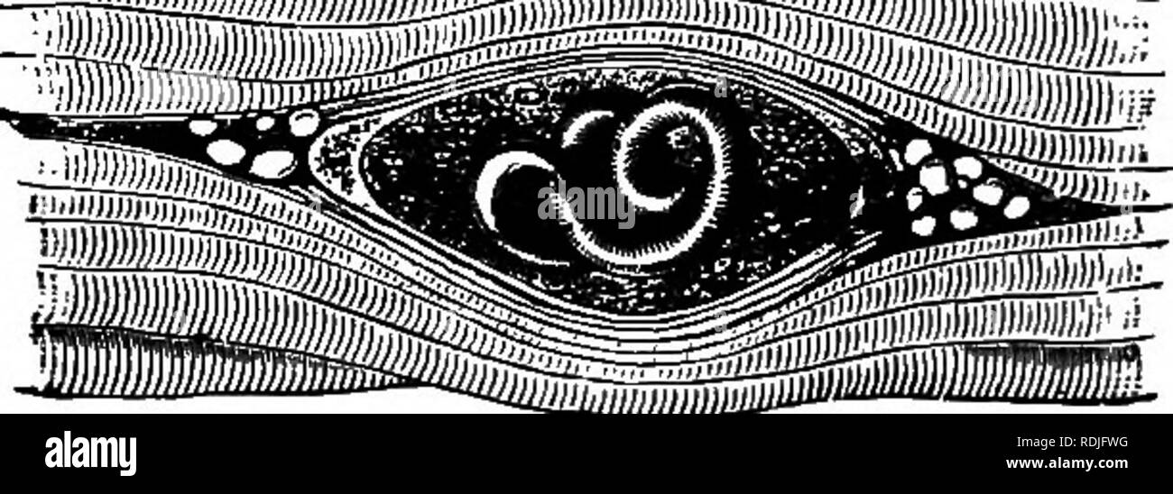 Mussel long lines hi-res stock photography and images - Alamy