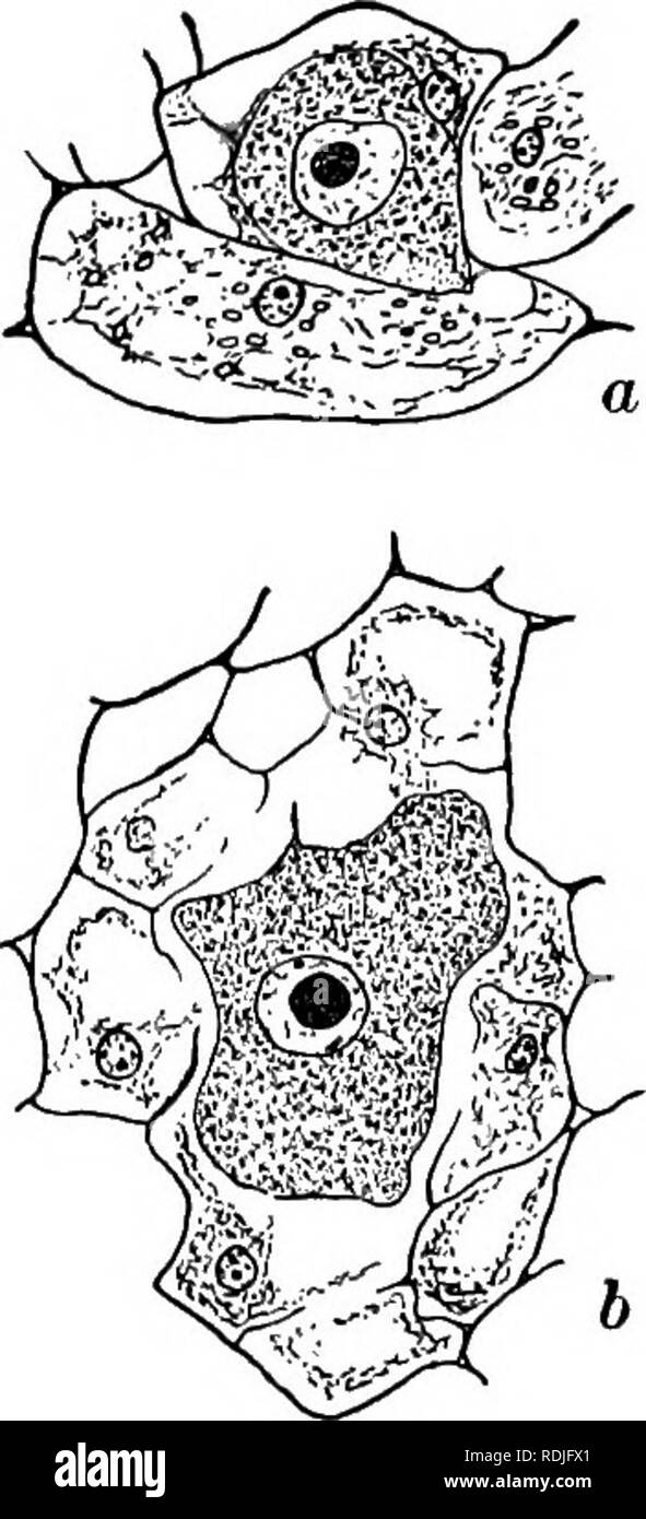 . Fungous diseases of plants : with chapters on physiology, culture methods and technique . Fungi in agriculture. PHYCOMYCETES 137 upon plants growing in moist situations. A motile spore, zoo- spore, comes to rest upon an epidermal cell, and penetration doubtless results after a minute perforation is made, by the streaming through of the protoplasmic body. There are no evi- dences of a mycelium. The presence of the parasite in the epidermal cell may in time cause a minute gall-like abnormality of the host. The small galls are sometimes so numerous as to give the host the appearance of being af Stock Photo
