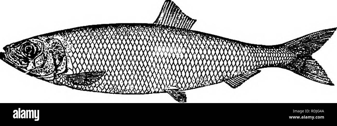 . Elementary biology, animal and human. Biology. Fig. 109. — The shad ...