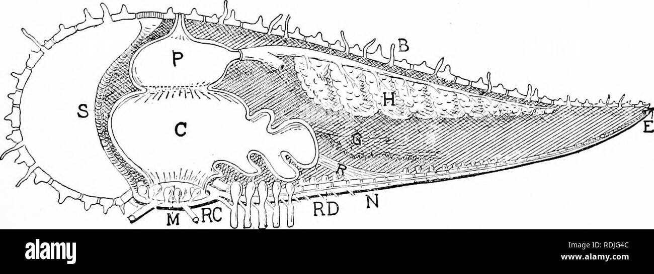 . A manual of zoology. Zoology. Fig. 2S8,—Asleriscus verrucidatus, aboral surface removed (after Gegenbaur). g, gonads; h, hepatic cseca; i, stomach with anus. The organs lie in part in the coelom, in part in the ambulacral grooves. The alimentary tract is in the coelom and extends straight upward from the mouth to the aboral surface, where it ends with an anus or is entirely. Fig. 289.—Section through ray and opposite interradius of a starfish (orig.). B branchi;c; C, cardiac pouch of stomach; E, eye spot; G, gonad; H, ' liver'; .1/, mouth; N, radial nen.'e; P, pyloric part of stomach; RC, ri Stock Photo