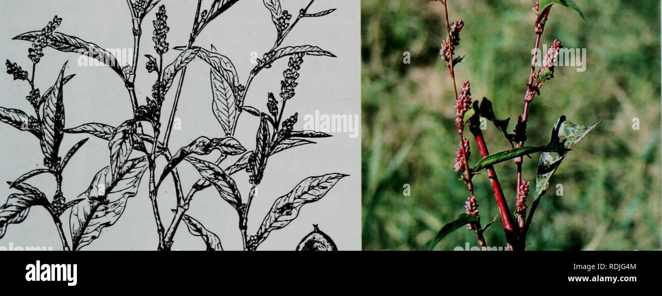 Page 2 Polygonum Lapathifolium High Resolution Stock Photography And Images Alamy