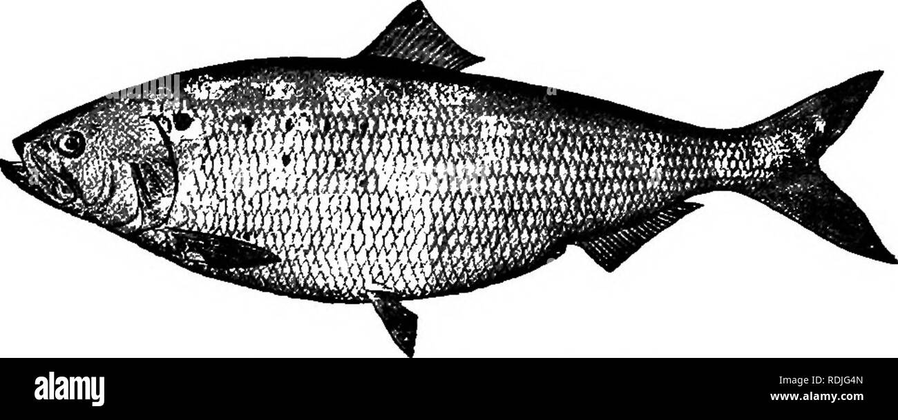 Weighing salted cod Black and White Stock Photos & Images - Alamy
