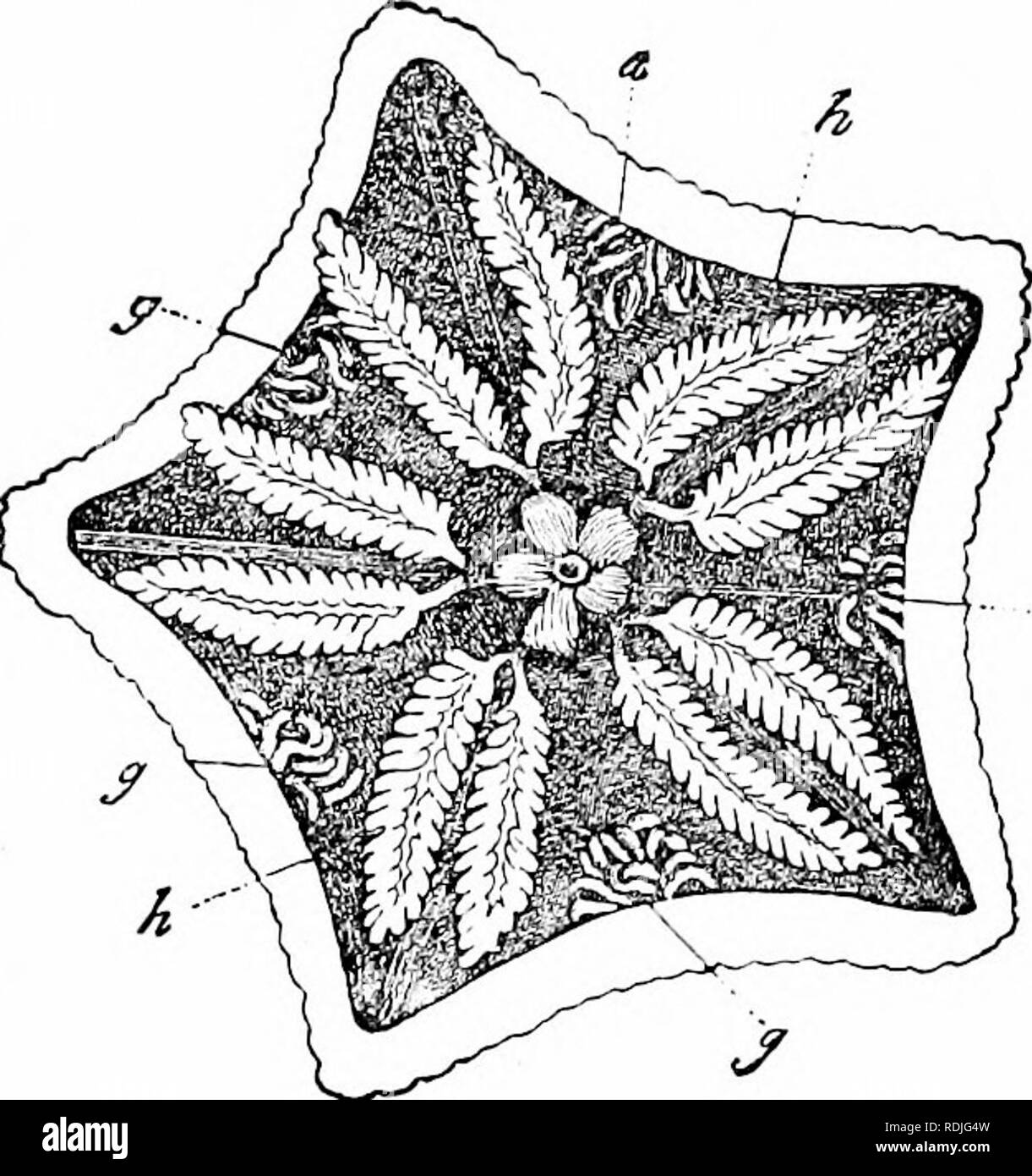 . A manual of zoology. Zoology. I. ASTEROIDEA 297 ambulacral plate abuts against a small interamhulacral plate, bearing usually movaljle spines. Beyond these come the less constant a(/amte/ac- ral or mar^t^inal plates, and then those of the aboral surface. Each ambu- lacral area terminates at the tip of the arm with an unpaired ocular plate.. Fig. 2S8,—Asleriscus verrucidatus, aboral surface removed (after Gegenbaur). g, gonads; h, hepatic cseca; i, stomach with anus. The organs lie in part in the coelom, in part in the ambulacral grooves. The alimentary tract is in the coelom and extends stra Stock Photo