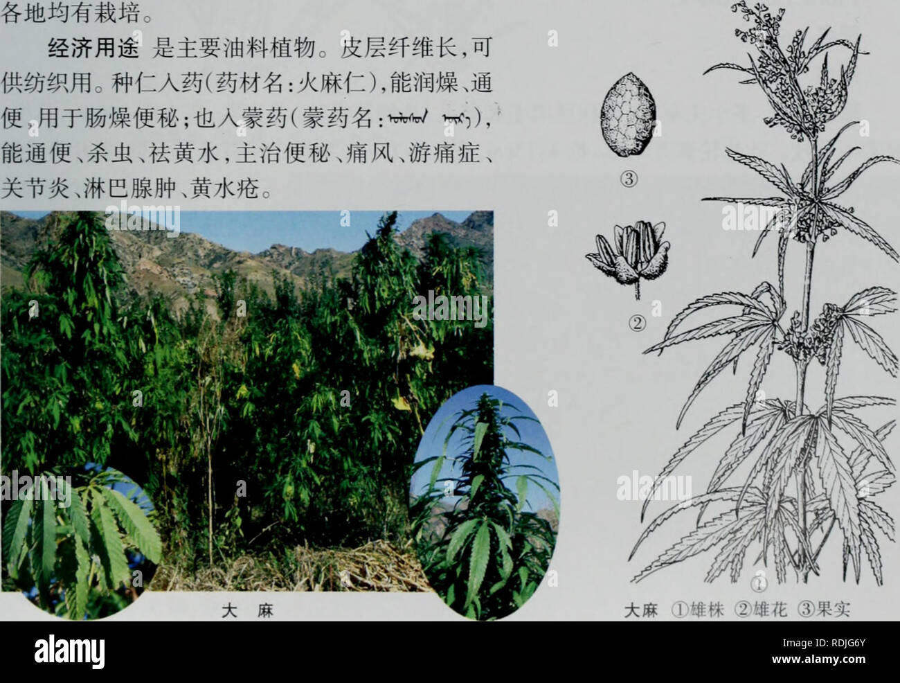 E Er Duo Si Zhi Wu Zhi Botany 3 A Eº A Cannabis L C C Eae Aºcaea Ci Ea A ºaec A A ae E I Eea Ae ªi E Aºe C Ee A ºae E Aºi E E 5e I E Ce C C Aeai Ee5 Ee Ae Aei Ecaecc C C I A Aeae Ea A Eci E E A A Ae C E I Ee I A C I A Ae Ae Aei 1a I E Ae 2e I Ec