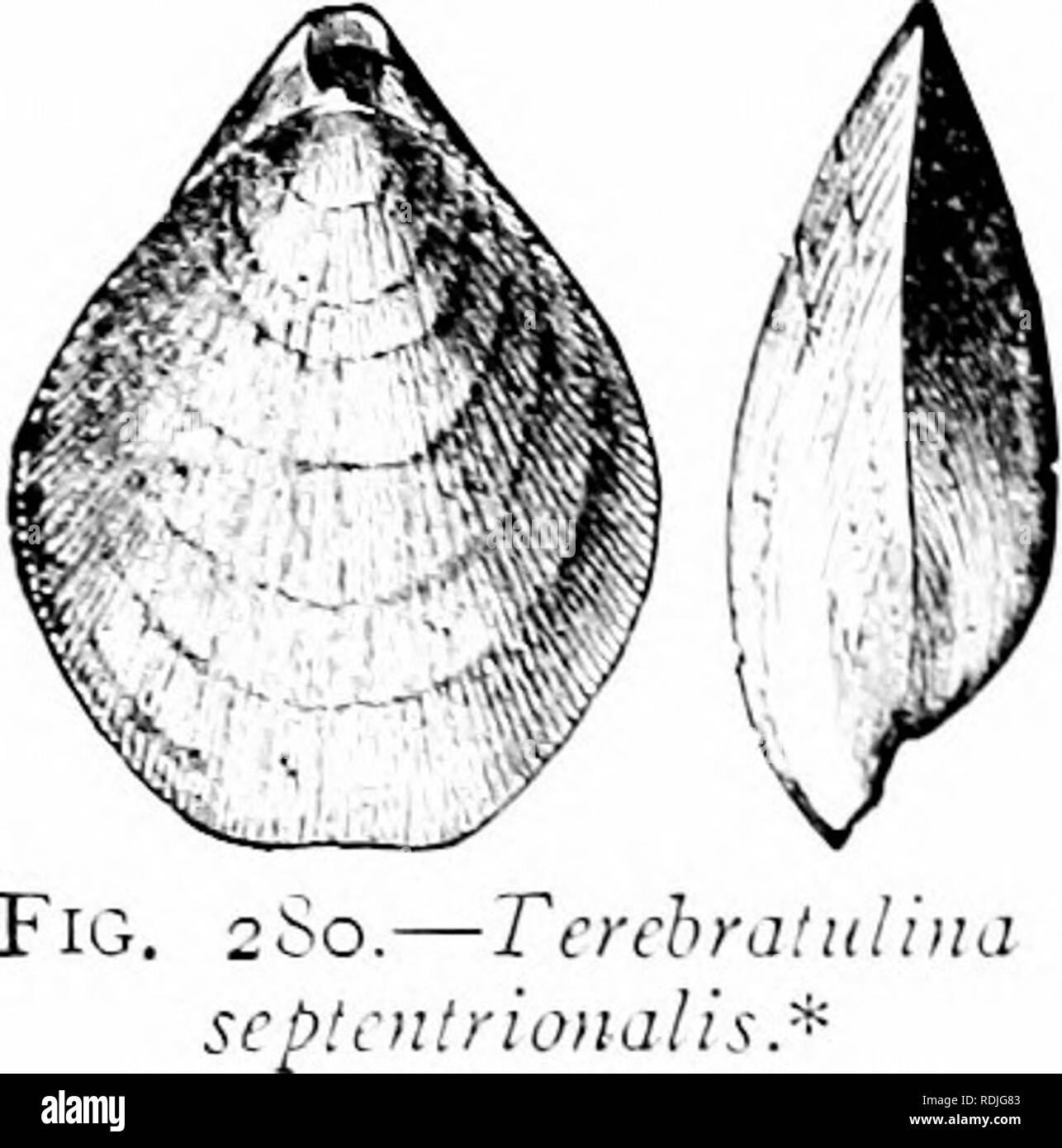 . A manual of zoology. Zoology. Fig. 270.—Development of brachiopod (after KowalevskyV .4, gastrula with earlv enteroccelic pouches; B, closure of blastopore; t&quot;, ccelom separated, body annu- lated; D, cephalic disc and mantle developiing, the latter with long sets; £, attached embryo, the mantle lobes folded over cephalic disc (sct;e omittedb r, cephalic disc; d, dorsal lobe of mantle; f, enteroccele; &gt;ii, mantle; 'c, ventral mantle lobe. Order I. Ecardines. Hinge absent: valves similar, the stalk passing between them (Liiigtila*), or unequal, the ventral perforated bv the stalk (Dis- Stock Photo
