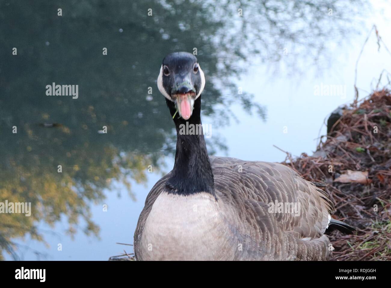Angry Goose Stock Photo