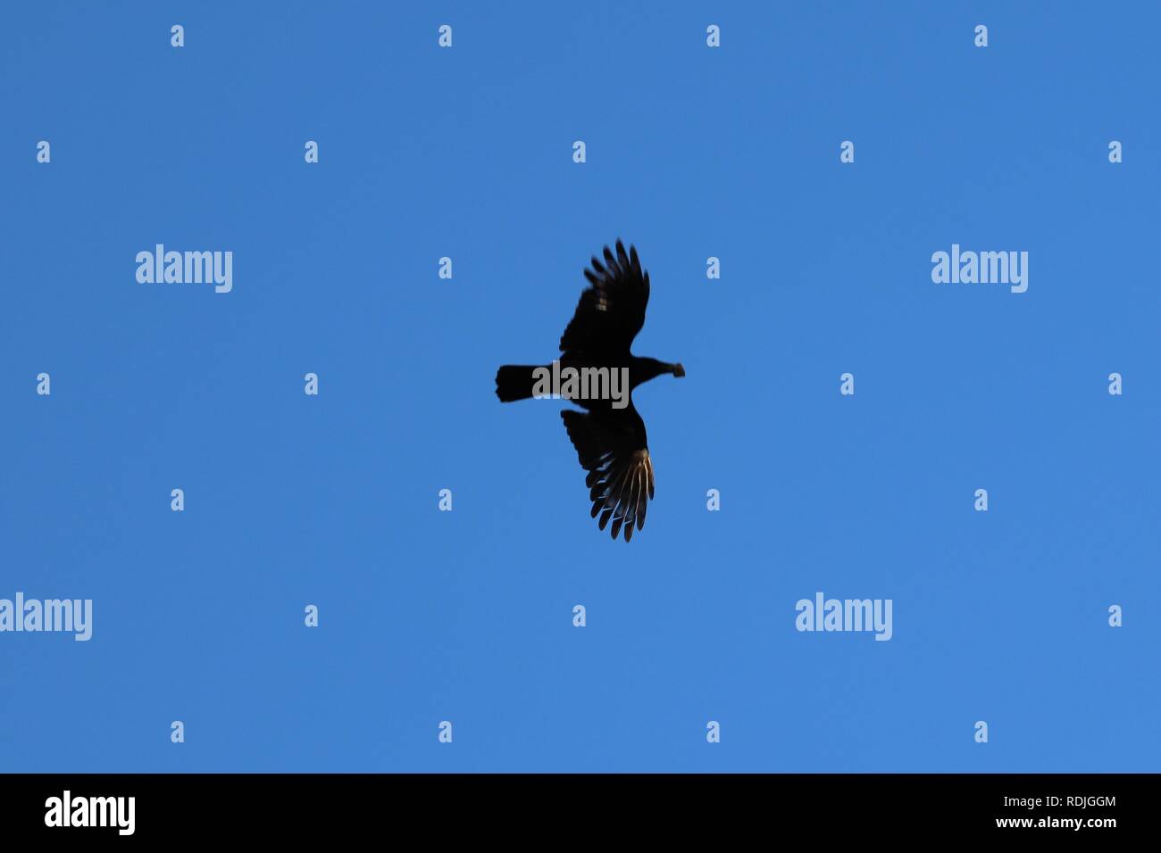 Gliding Bird Blue Sky Stock Photo