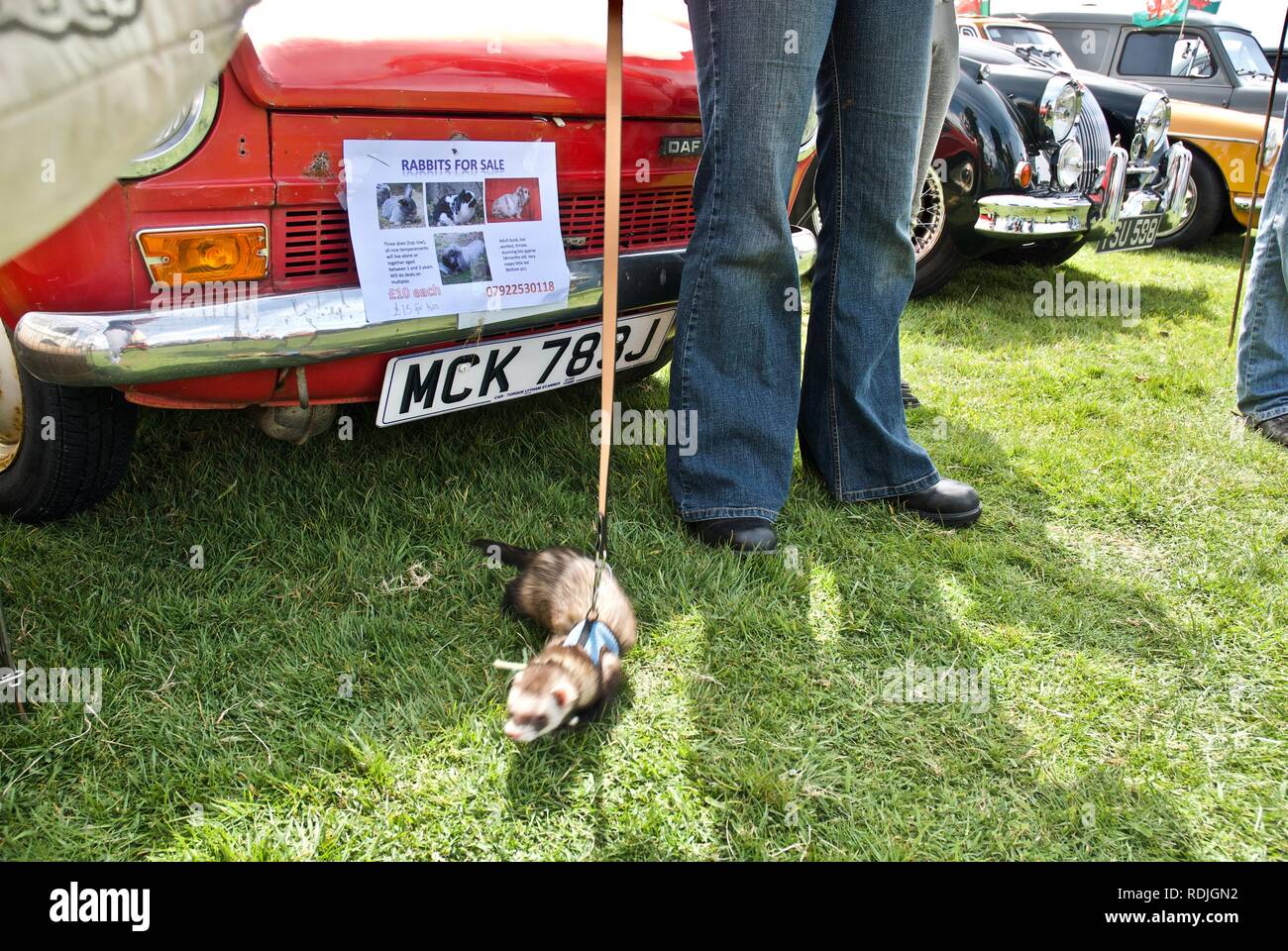 Rally ferrets hires stock photography and images Alamy