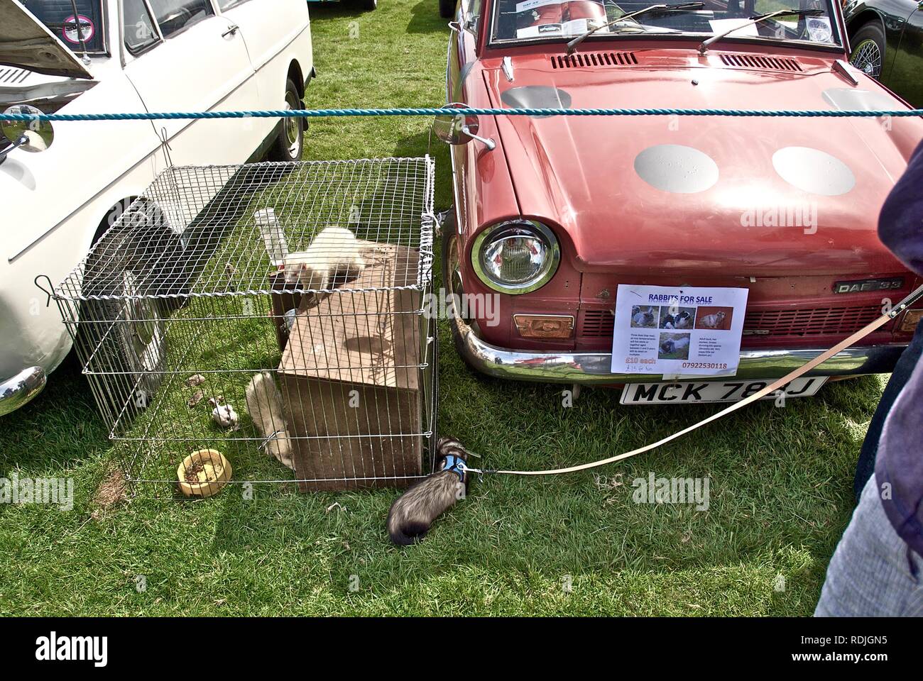 Daf car hires stock photography and images Alamy