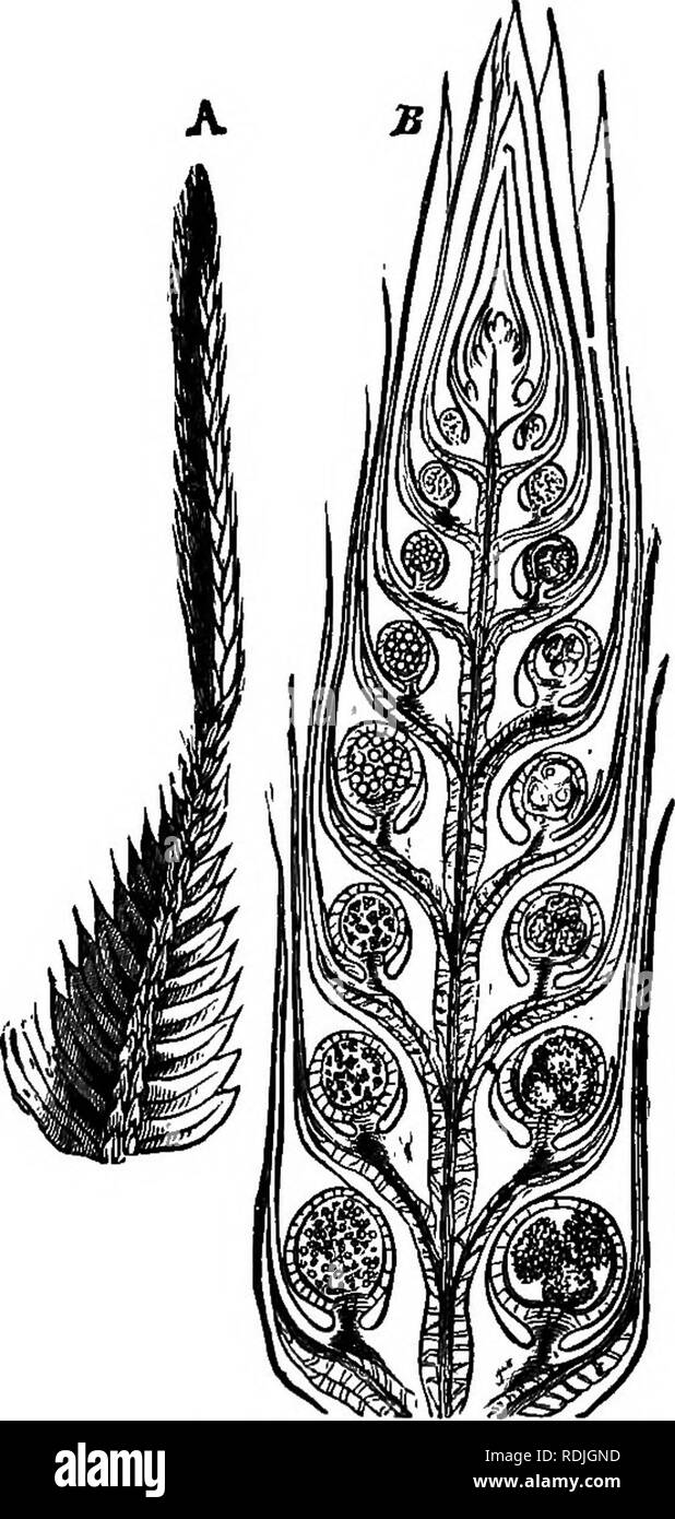 . The essentials of botany. Botany. 208 BOTANY. There are three orders of Lycopods, viz.: 437. The Club-Mosses [Order Lycopodiaceo^ are terres- trial plants with many small, generally moss-like leaves. Fio. 118.—A, part of branch of a Little Club-moss (Selaginella Inaequifolia), bearing a cone. Natural size. B, enlarged vertical section of a cone, showing spore-cases, with large and small spores. covering the stems. The spore-oearing leaves are often crowded towards the summits of certain branches, in some cases forming well-marked cones (Fig. 117, s). The spores. Please note that these images Stock Photo
