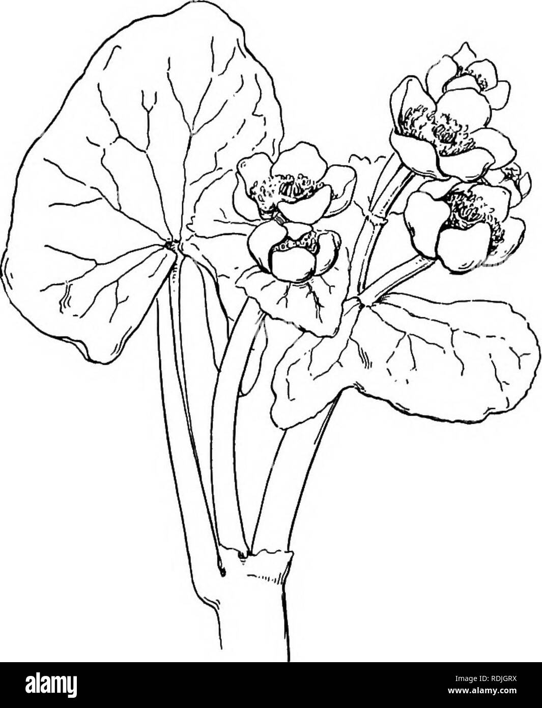 Plant Life And Plant Uses An Elementary Textbook A