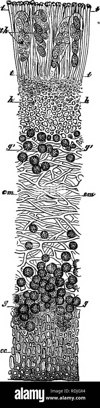 . The essentials of botany. Botany. Fia. 91. Fia 93. Fig. 91.—Gonidia of different Lichens, showing attachment of the parasitic filaments: several are dividing. All highly magnified. Fig. 93.^A vertical section of a common Lichen (Physcia stellnris) through a I'ruit-disc, showing spore-sacs at th^ intermingled with slender filaments (para- physes), t gonidia at gr, g'; cm, the interlacing branching filaments, becoming hai'dei' and denser at cc and h. Much ma^ifled. Please note that these images are extracted from scanned page images that may have been digitally enhanced for readability - colo Stock Photo