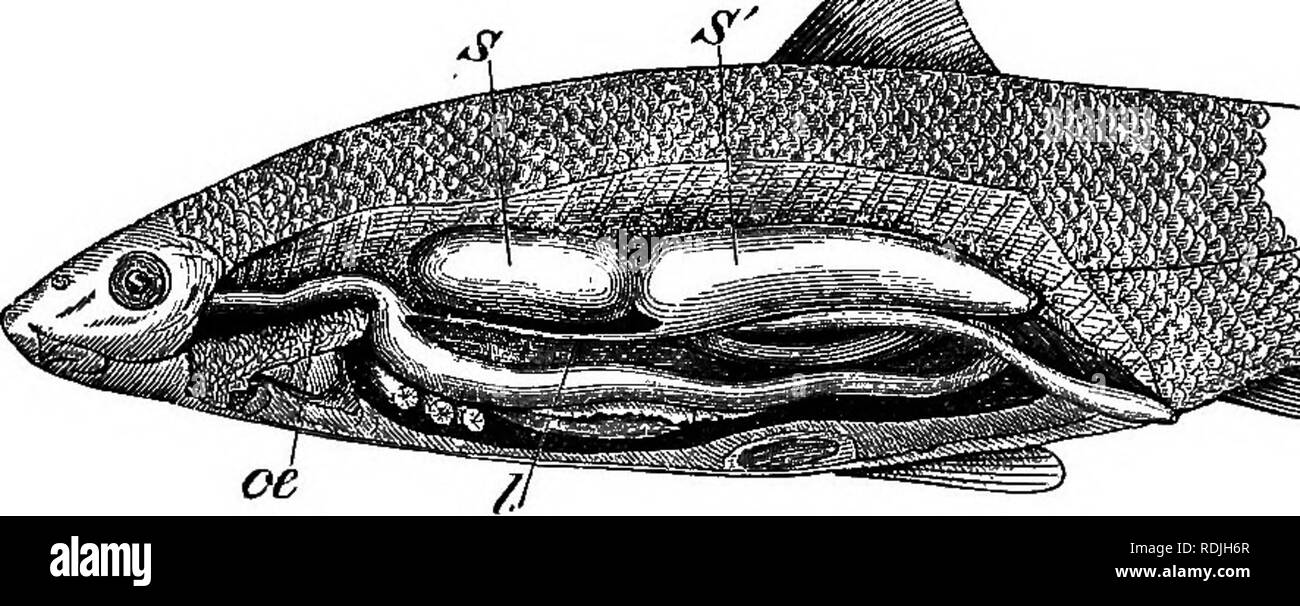 . Animal life as affected by the natural conditions of existence. Animal ecology. CHARACTERS OF ADAPTATION. 7 fish as identical with those that occur in mammals, birds, and amphibia, because their function is similar, we should fall into serious error. It would, in the same way, be erroneous to explain the different forms of wings as they occur in mammals (bats, inseotivora, and rodents) and reptiles (Draco) by referring theml to the same type as the wings of birds. Although the purpose of wings is the same in all the animals named, in each indi- vidual species the organ is morphologically dif Stock Photo