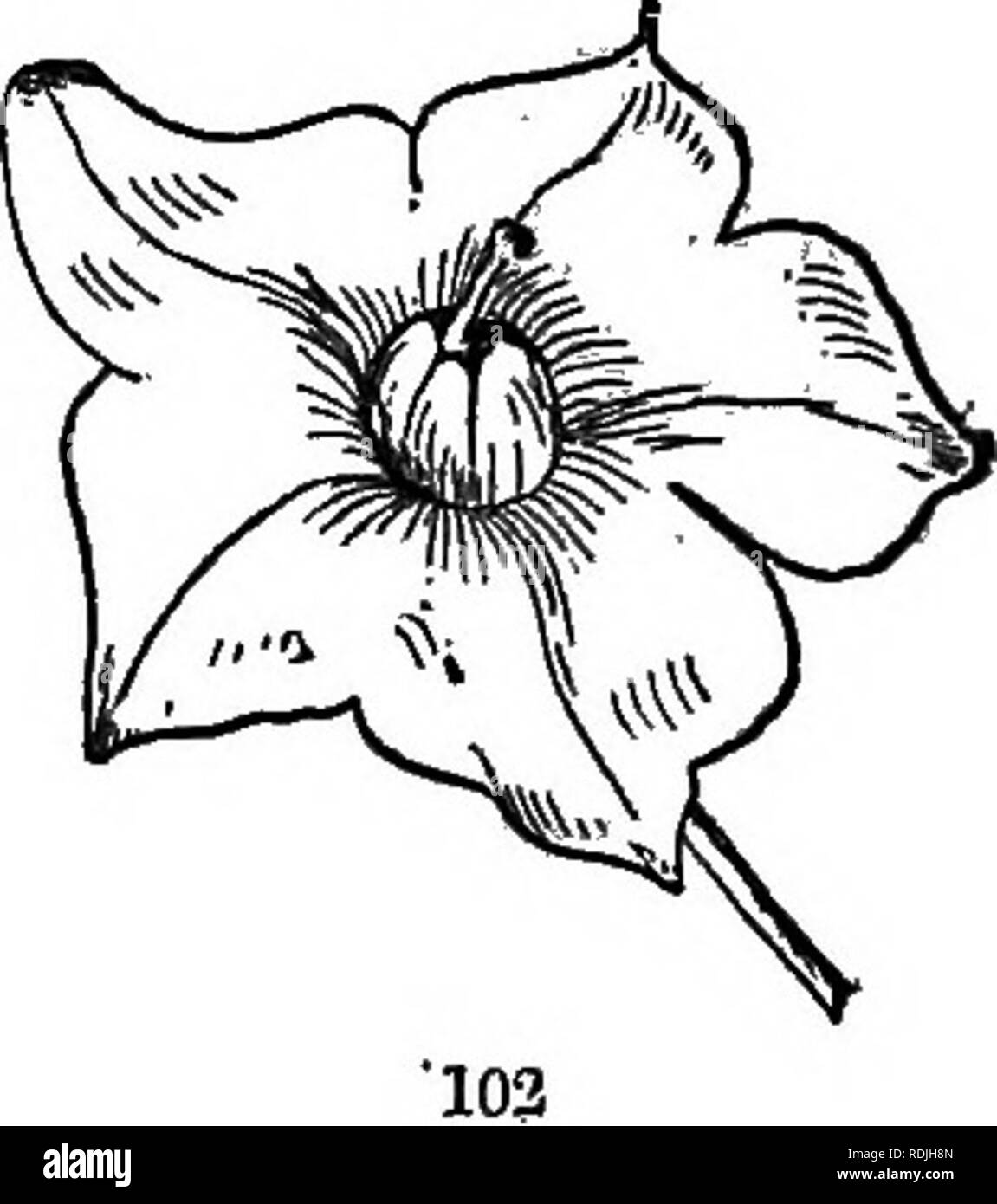 . The elements of botany embracing organography, histology, vegetable physiology, systematic botany and economic botany ... together with a complete glossary of botanical terms. Botany. . Please note that these images are extracted from scanned page images that may have been digitally enhanced for readability - coloration and appearance of these illustrations may not perfectly resemble the original work.. Kellerman, William Ashbrook, 1850-1908. Philadelphia, J. E. Potter and Company Stock Photo