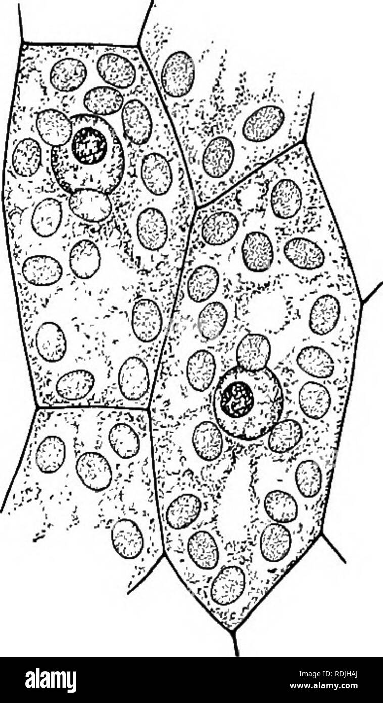 Plant life and plant uses; an elementary textbook, a foundation for the  study of agriculture, domestic science or college botany. Botany. CELLS AND  PROTOPLASM 75 vacuole or many. (See Figure 26-)