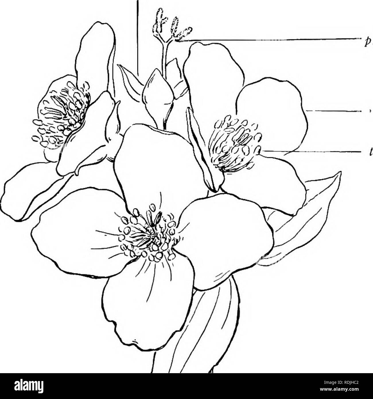 Plant Life And Plant Uses An Elementary Textbook A Foundation For The Study Of Agriculture Domestic Science Or College Botany Botany 60 The Plant A General External View Covering Of The