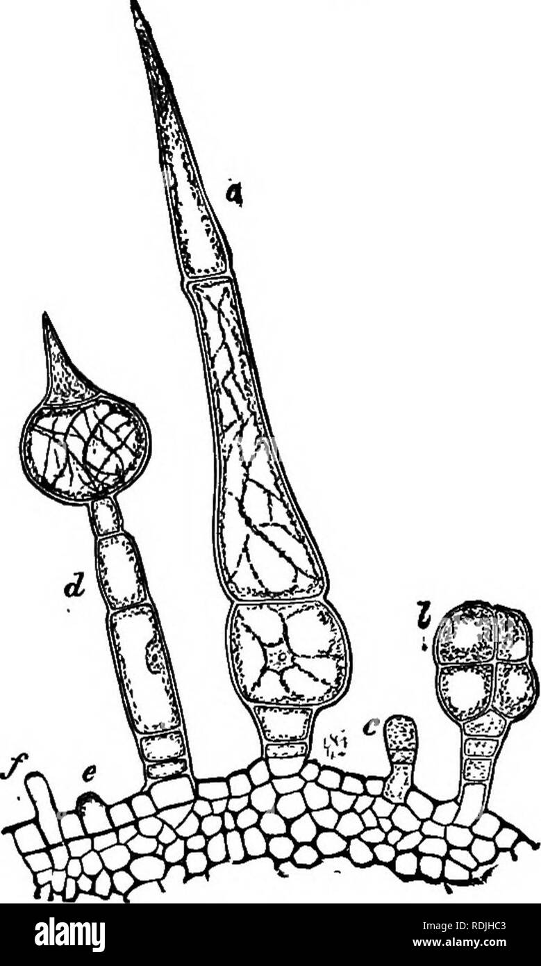 . The essentials of botany. Botany. 36 BOTANY. cases, however, are