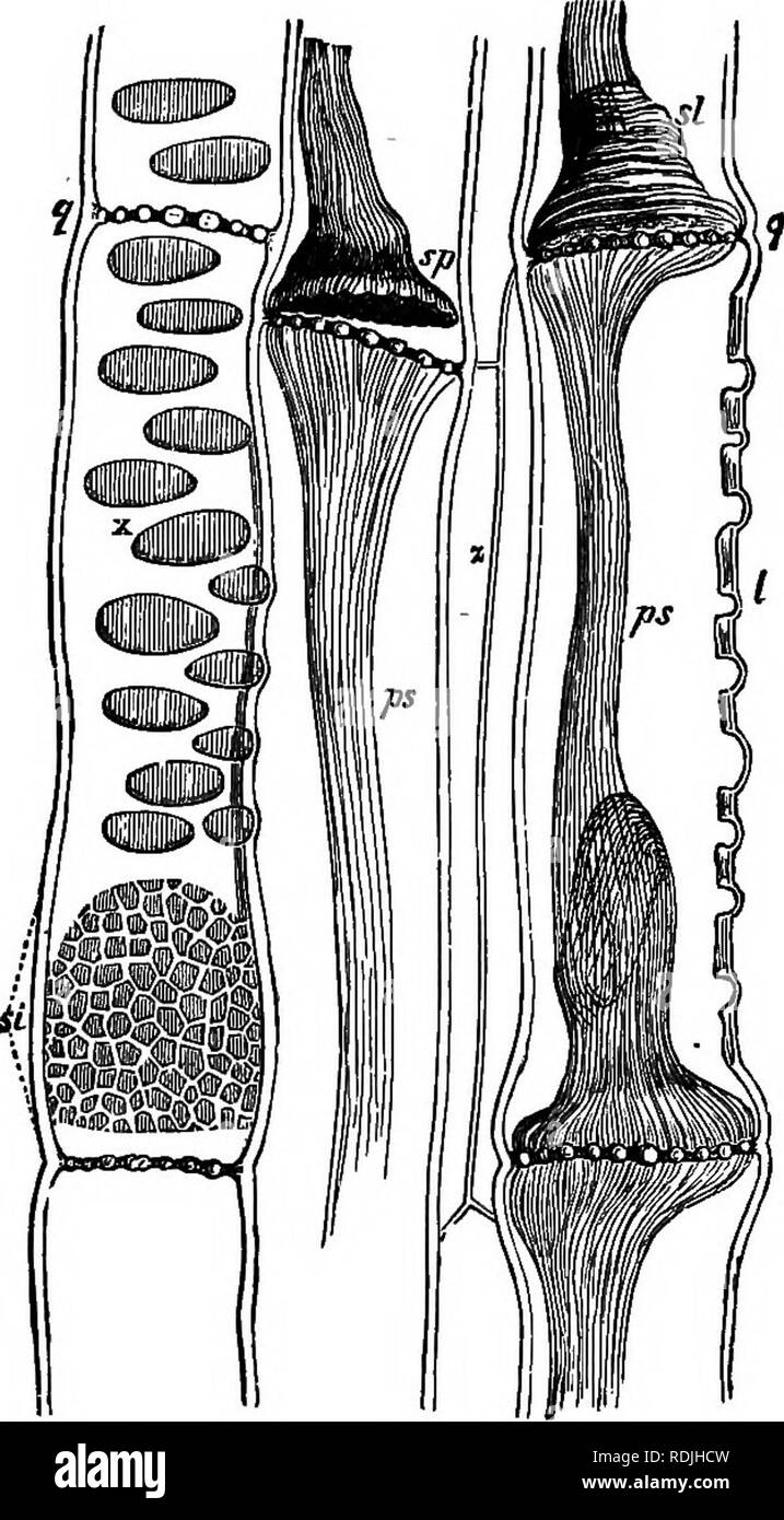 . The essentials of botany. Botany. Tlim TISSUES OF PLANTS. 21 sieve-ducts principally in being of less diameter, and in having the markings but not the perforations of sieve-discs.. Fio. 13.—Longitudinal section through the sieve-tissue of Pumpkin-stem. g. g, section of transverse sieve-plates: ai, lateral sieve-plate; x. thin places in wall; Z, the same seen in section; ps, protoplasmic contents contracted by the alcohol in which the specimens were soaked; sn, protoplasm lifted off from the sieve- plate by contraction; si, protoplasm still in contact with the sieve-plate. Mag- nified 550 tim Stock Photo