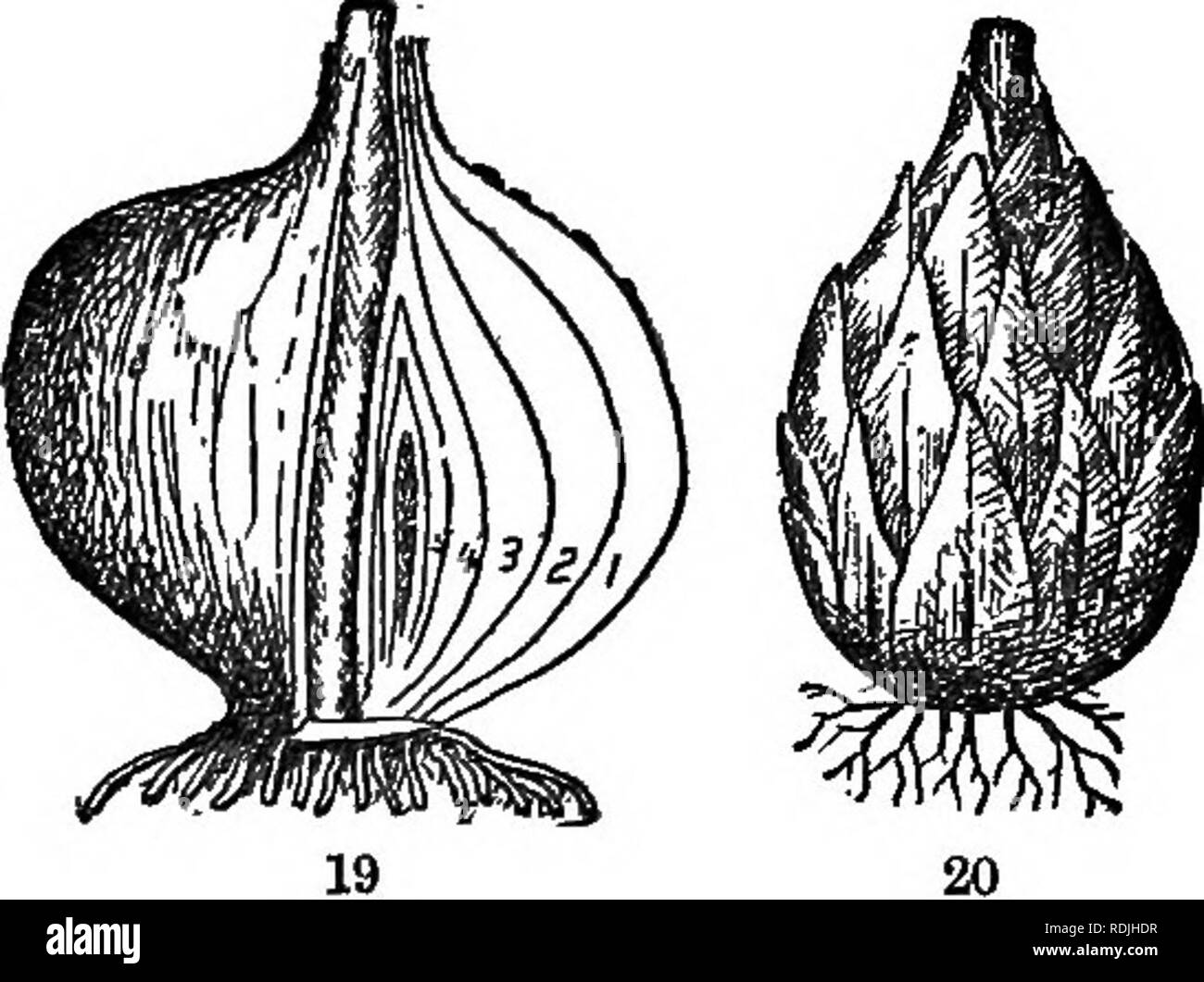 . The elements of botany embracing organography, histology, vegetable physiology, systematic botany and economic botany ... together with a complete glossary of botanical terms. Botany. root) is very common, as in the Mint, Couch-grass, etc.; it is merely a root-stock, or stem growing under the surface of the ground, pro- ducing roots, also leaf-scales and huds (Fig. 17). A tuber is a thickened por- tion of a root-stock. The Potato is the commonest example, the &quot; eyes&quot; being buds (Fig. 18). The corm is a very short, thickened root-stock, with roots below and buds above. 23. The bulb  Stock Photo