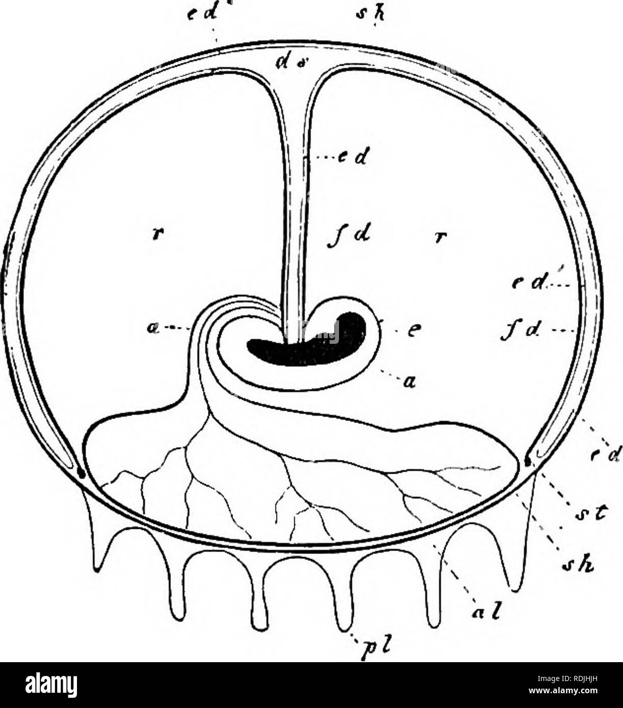 Placental embryo hires stock photography and images Alamy