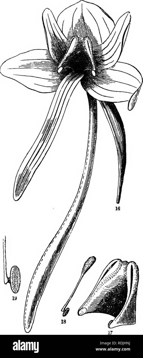 . Botany for young people : Part II. How plants behave ; how they move, climb, employ insects to work for them, &amp; c. Botany. AND CR08S-FEBTILIZE THEIR FLOWERS. 27 55. The peciiliarities are mainly these: First, the better to attract certain insects and repay them for their service, a sepa- rate organ for the nectar — in this in- stance a long pouch or honey-tube — is attached to the flower. Then, to econo- mize the pollen, the whole of it in each cell of the anther is done up in little packets or coarser grains, which are tied, as it were, to each other by delicate elastic threads, and all Stock Photo