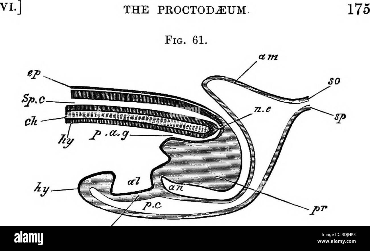 . The elements of embryology . Embryology. Diagrammatic longitudinal section through the pos- terior END OF AN Embryo Bird, at the tme of the Formation on the Allantois. ep. epiblast; Sp.c. spinal canal; oh. notoohord; n.e. neurenterio canal; hy. hypoblast; p.a.g. postanal gut; pr. remains of primitive streak folded in on the ventral side ; al. aUantois ; me. mesoblast; an. point where anus will be formed; p.c. perivisceral cavity; am. amnion; so. somatopleure; ap. splanohnopleure. does not last long, but even after its rupture there re- mains a portion of the canal continuous with the gut ; t Stock Photo